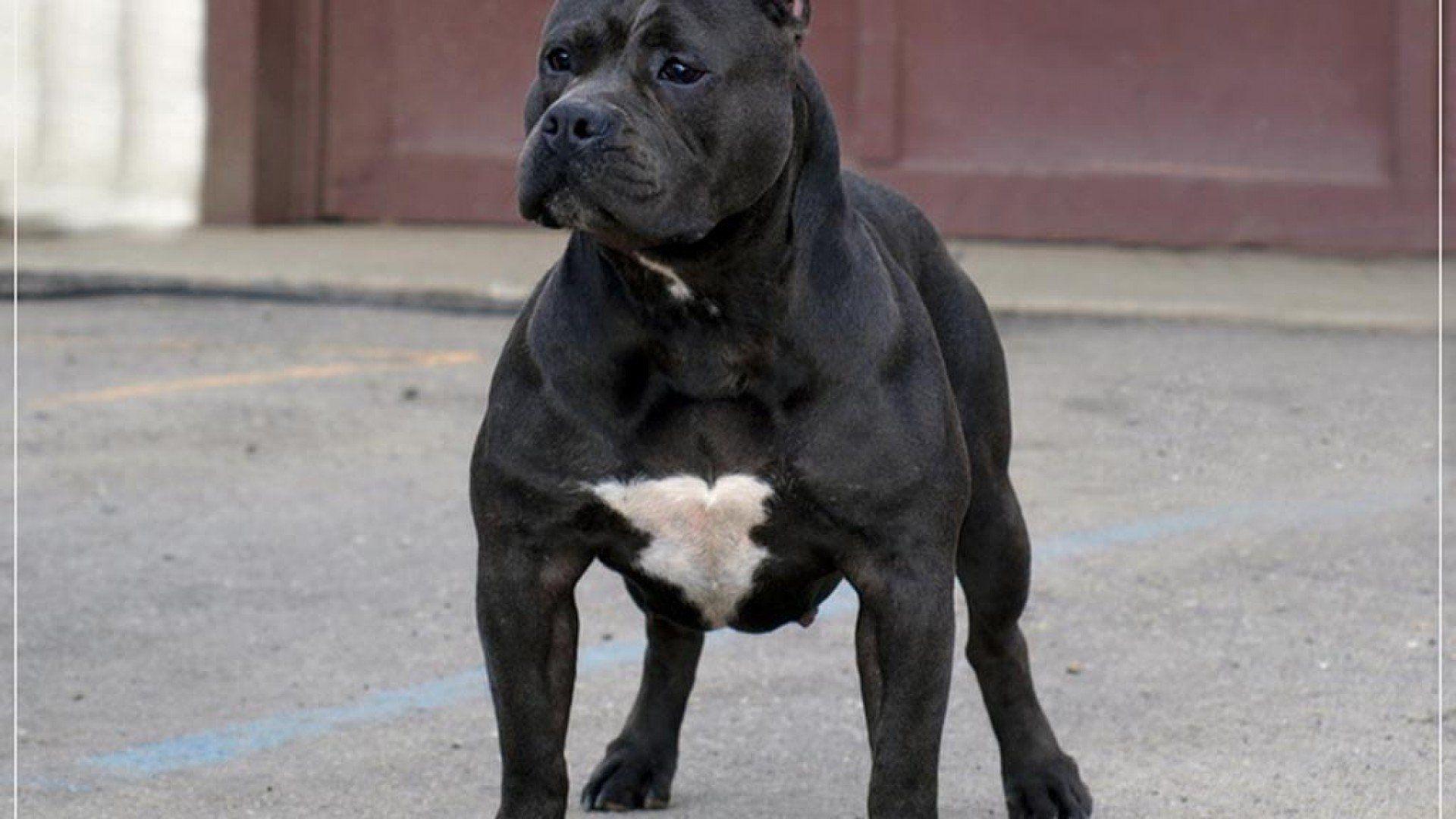 American Pit Bull Terrier Wallpapers Wallpaper Cave