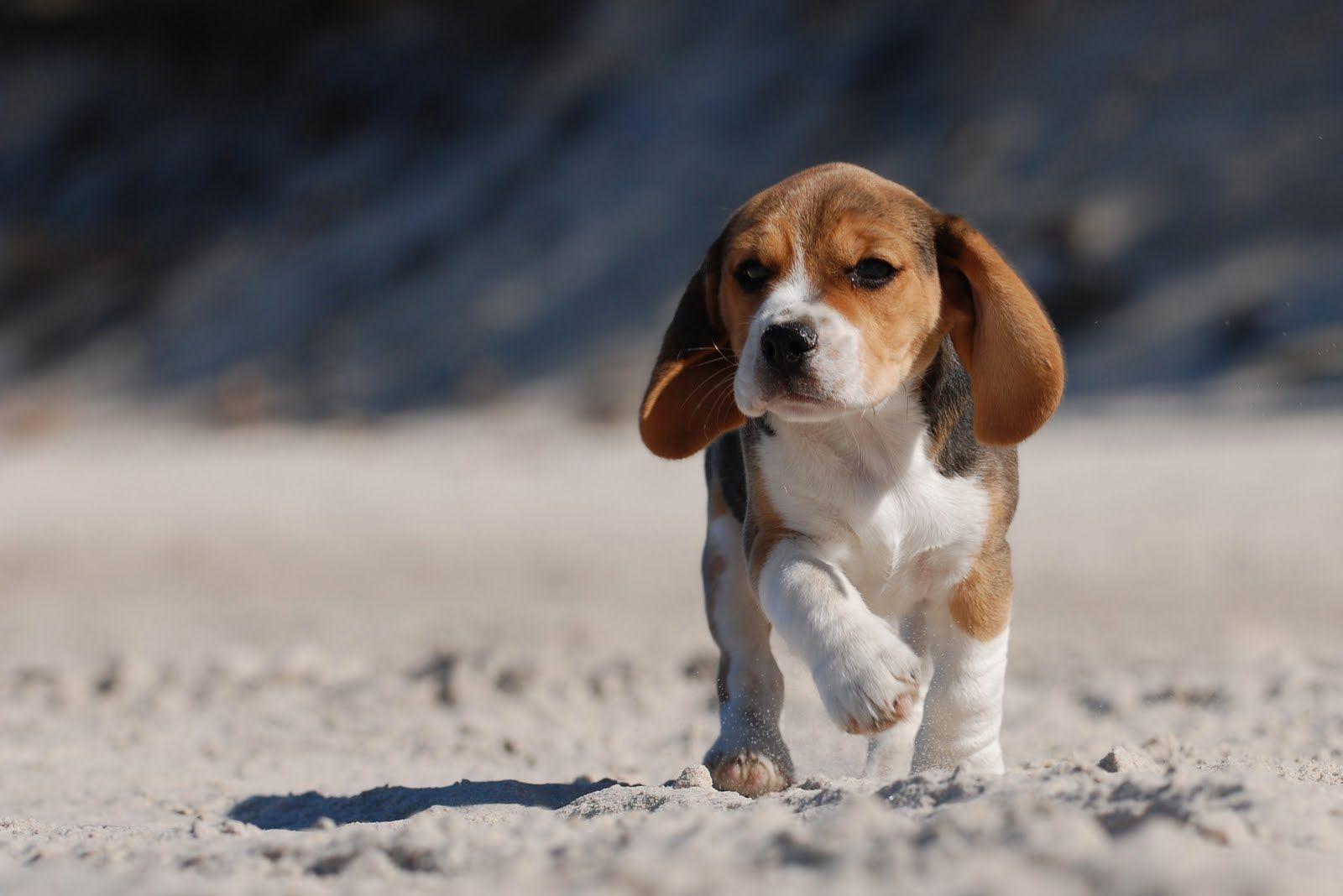 Beagles Wallpapers Wallpaper Cave