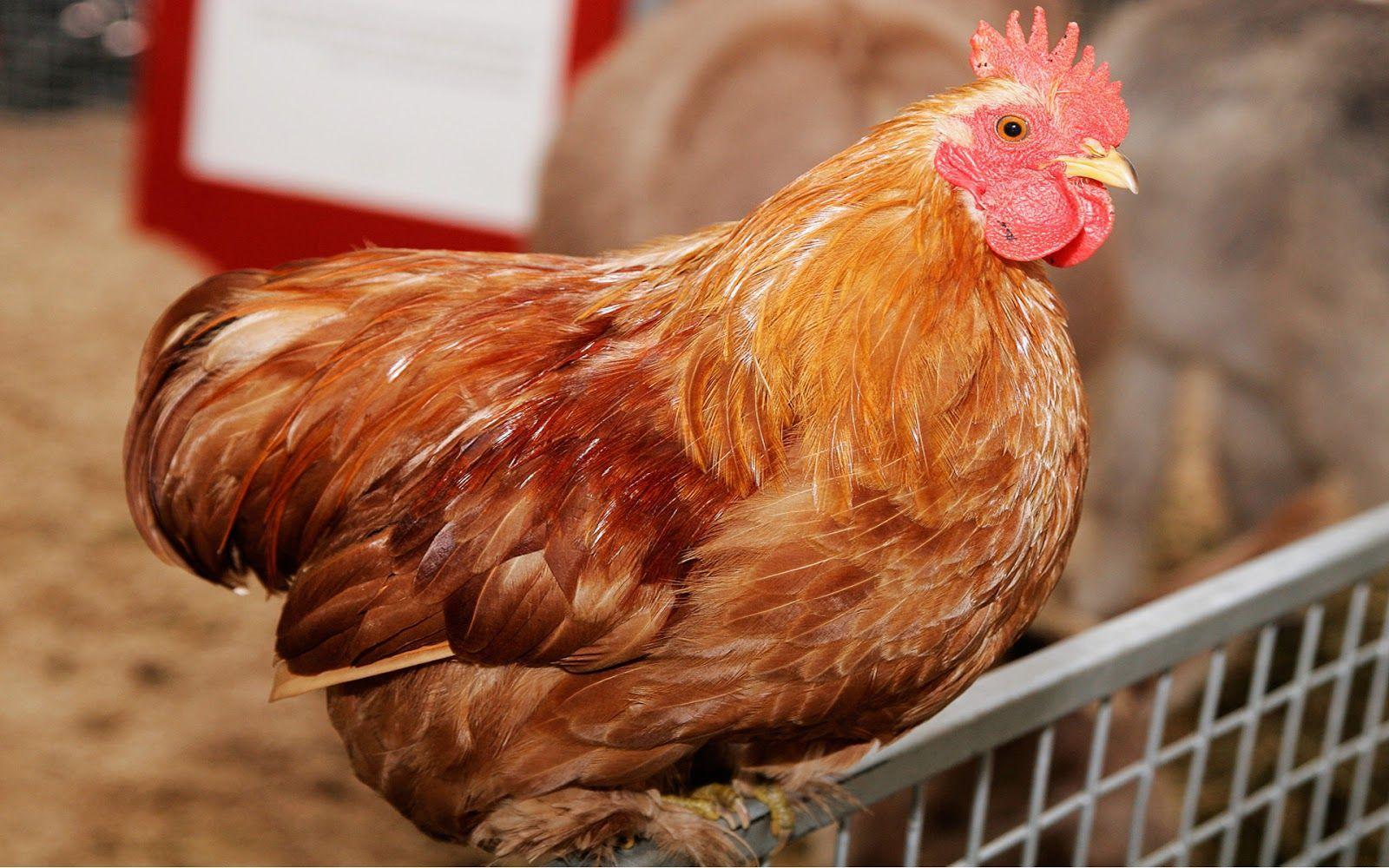 Chicken HD Wallpapers Wallpaper Cave