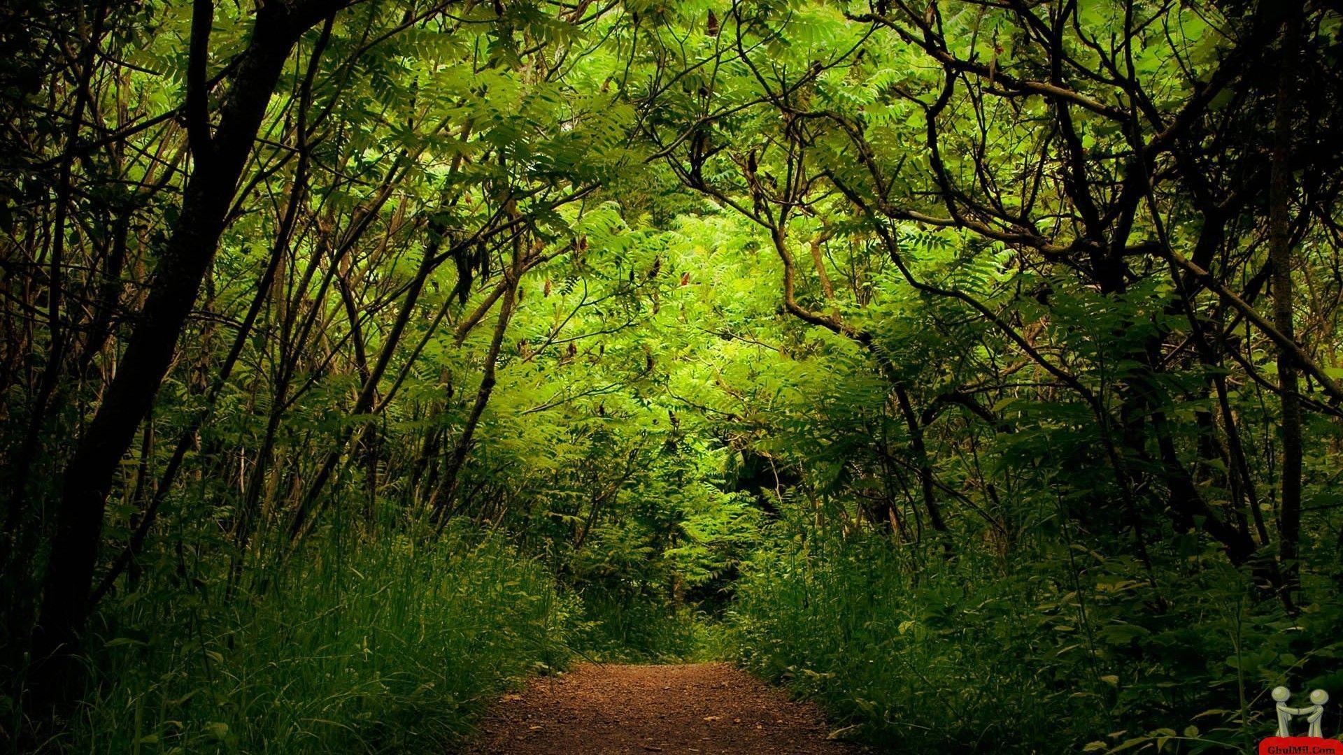 Greenery Wallpapers Wallpaper Cave