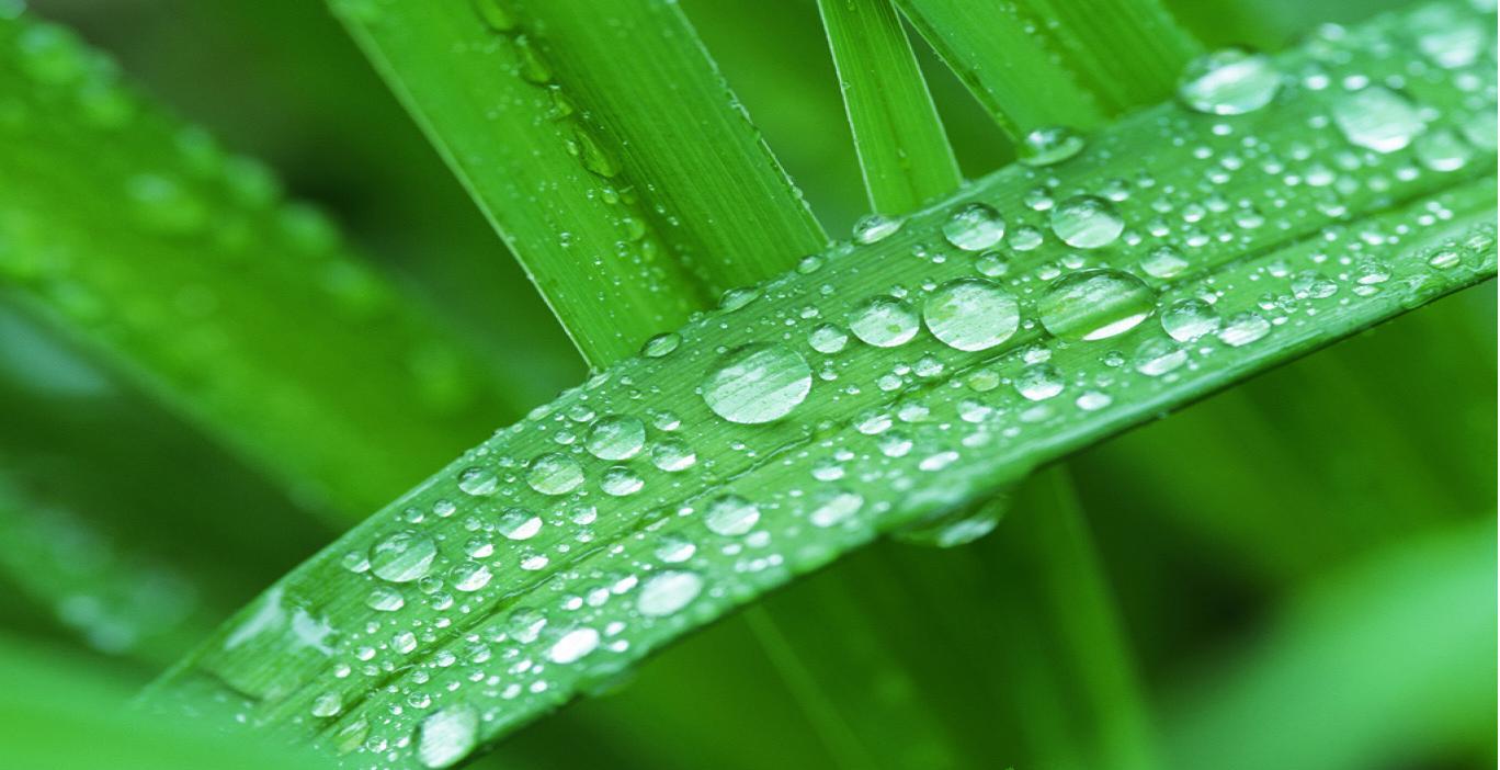 Greenery Wallpapers Wallpaper Cave