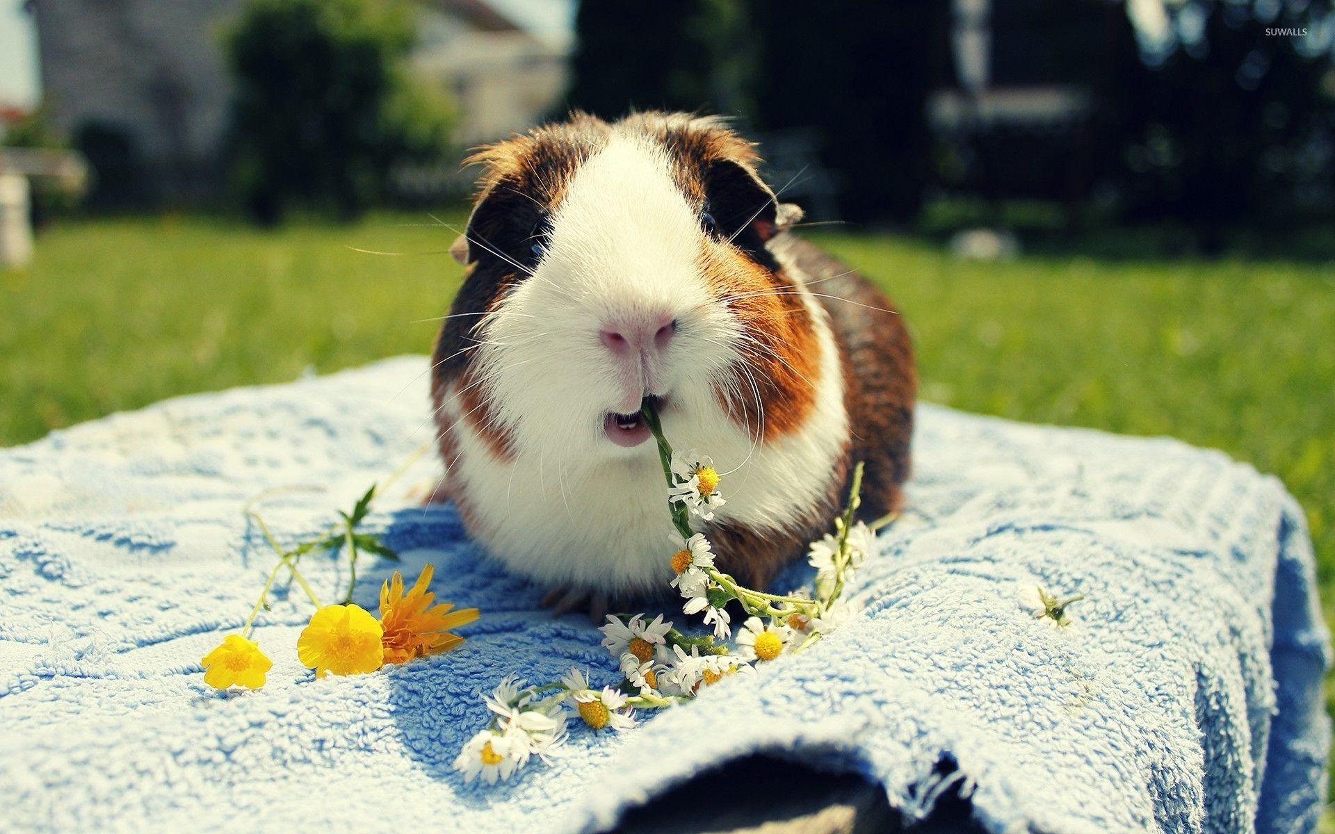 Domestic Guinea Pig Wallpapers Wallpaper Cave