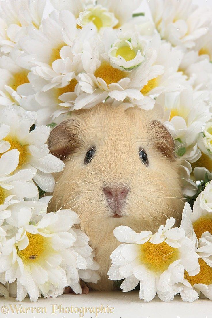 Guinea Pigs Wallpapers Wallpaper Cave