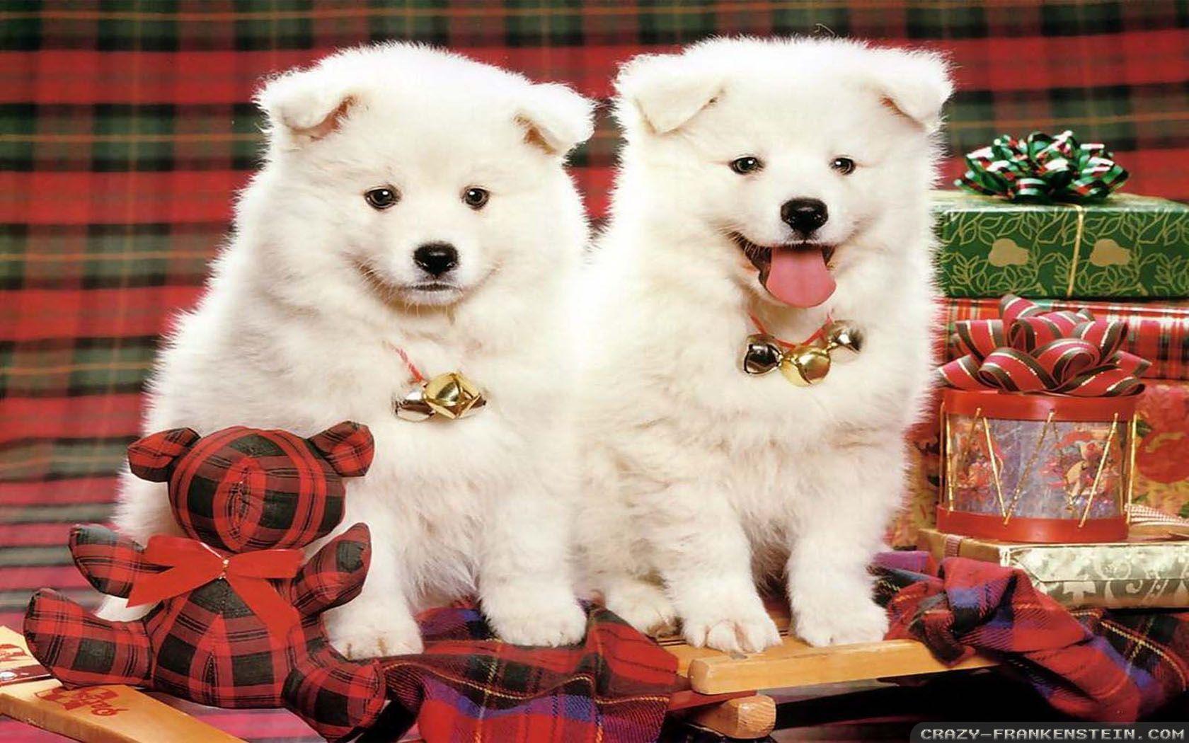 Christmas Dogs Wallpapers Wallpaper Cave