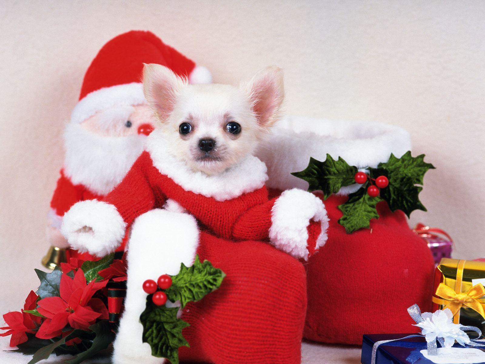 Christmas Dogs Wallpapers Wallpaper Cave
