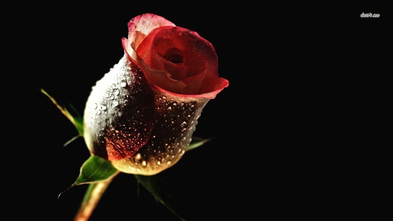 Black And Red Roses Wallpapers Wallpaper Cave