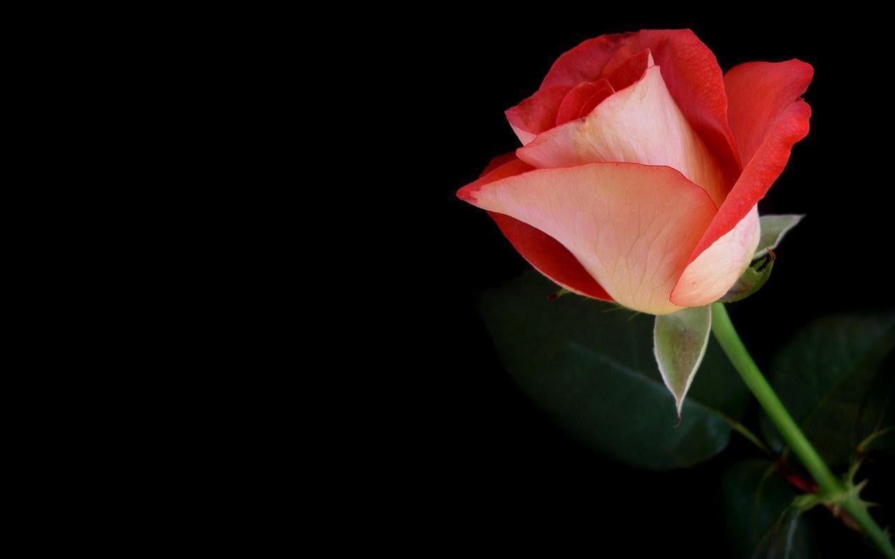 Black And Red Roses Wallpapers Wallpaper Cave