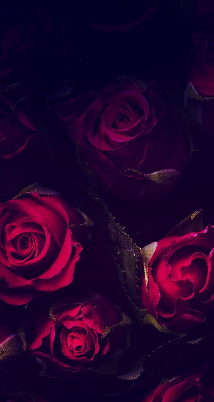 Black And Red Roses Wallpapers Wallpaper Cave