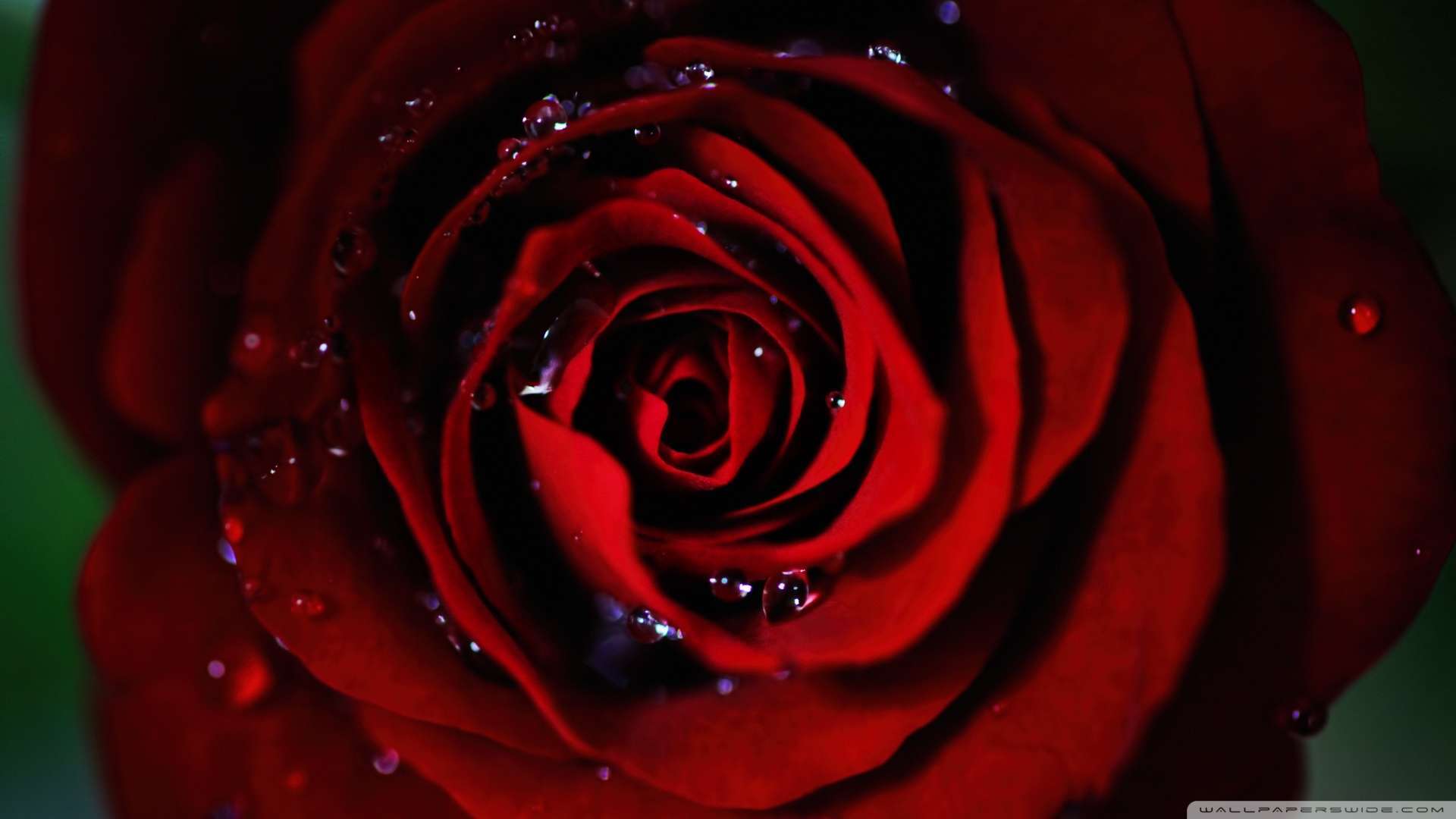 Black And Red Roses Wallpapers Wallpaper Cave
