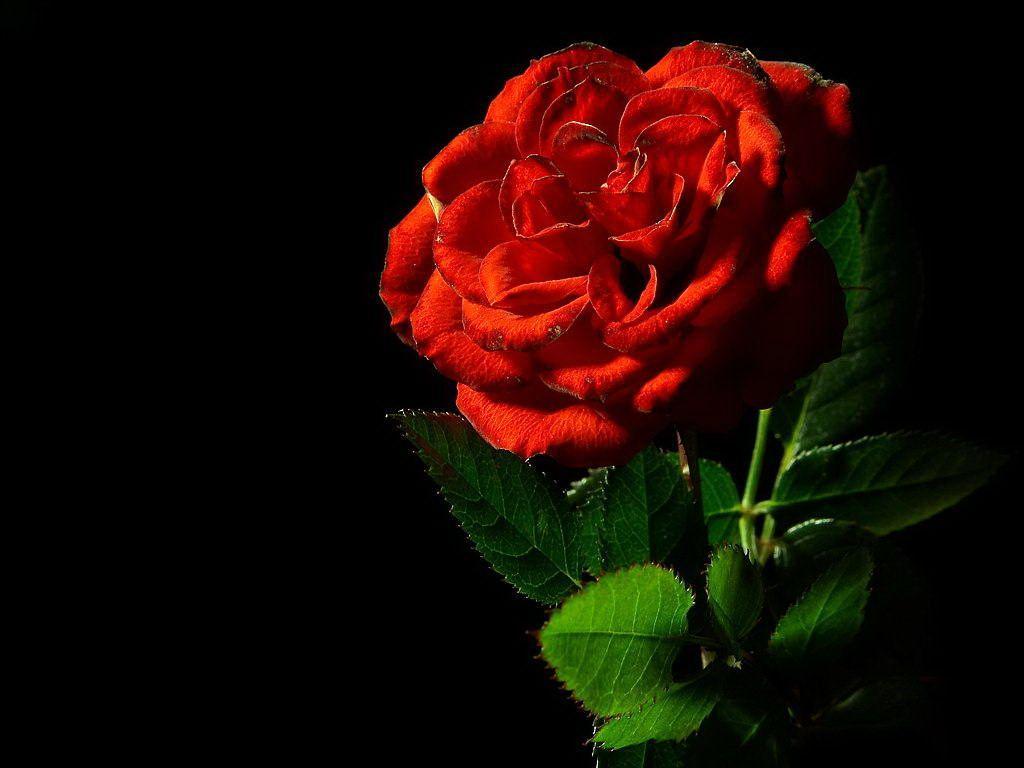Black And Red Roses Wallpapers Wallpaper Cave