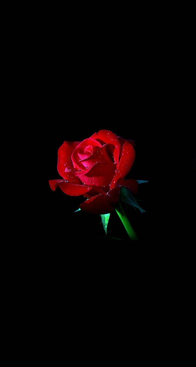 Black And Red Flower Wallpaper Hd See more hd wallpapers 3d hd