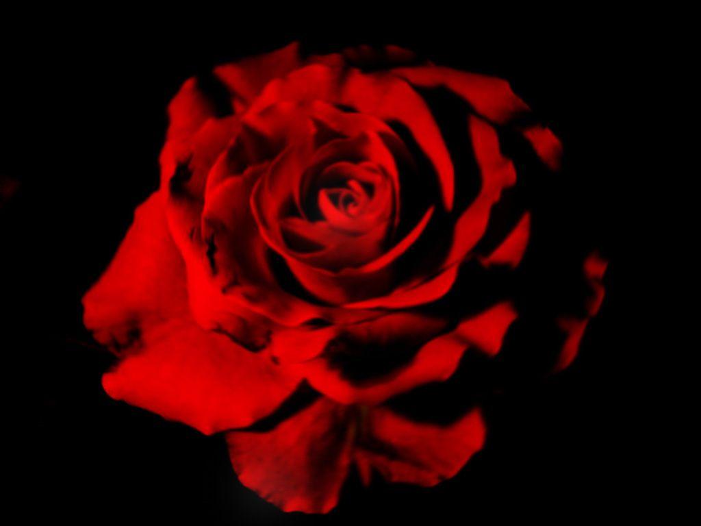 Black And Red Roses Wallpapers Wallpaper Cave