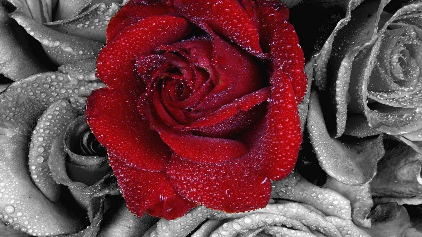 Black And Red Roses Wallpapers Wallpaper Cave