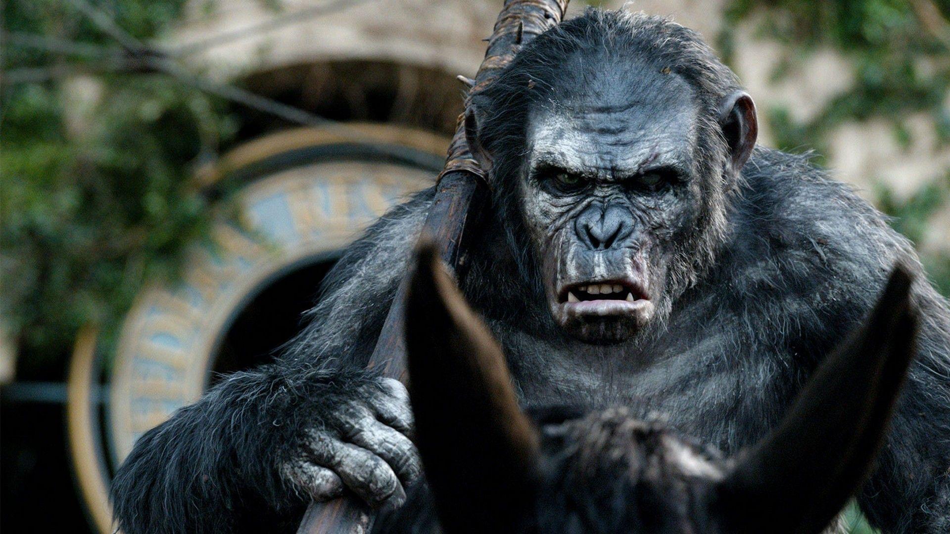 Caesar Of The Apes Wallpapers Wallpaper Cave