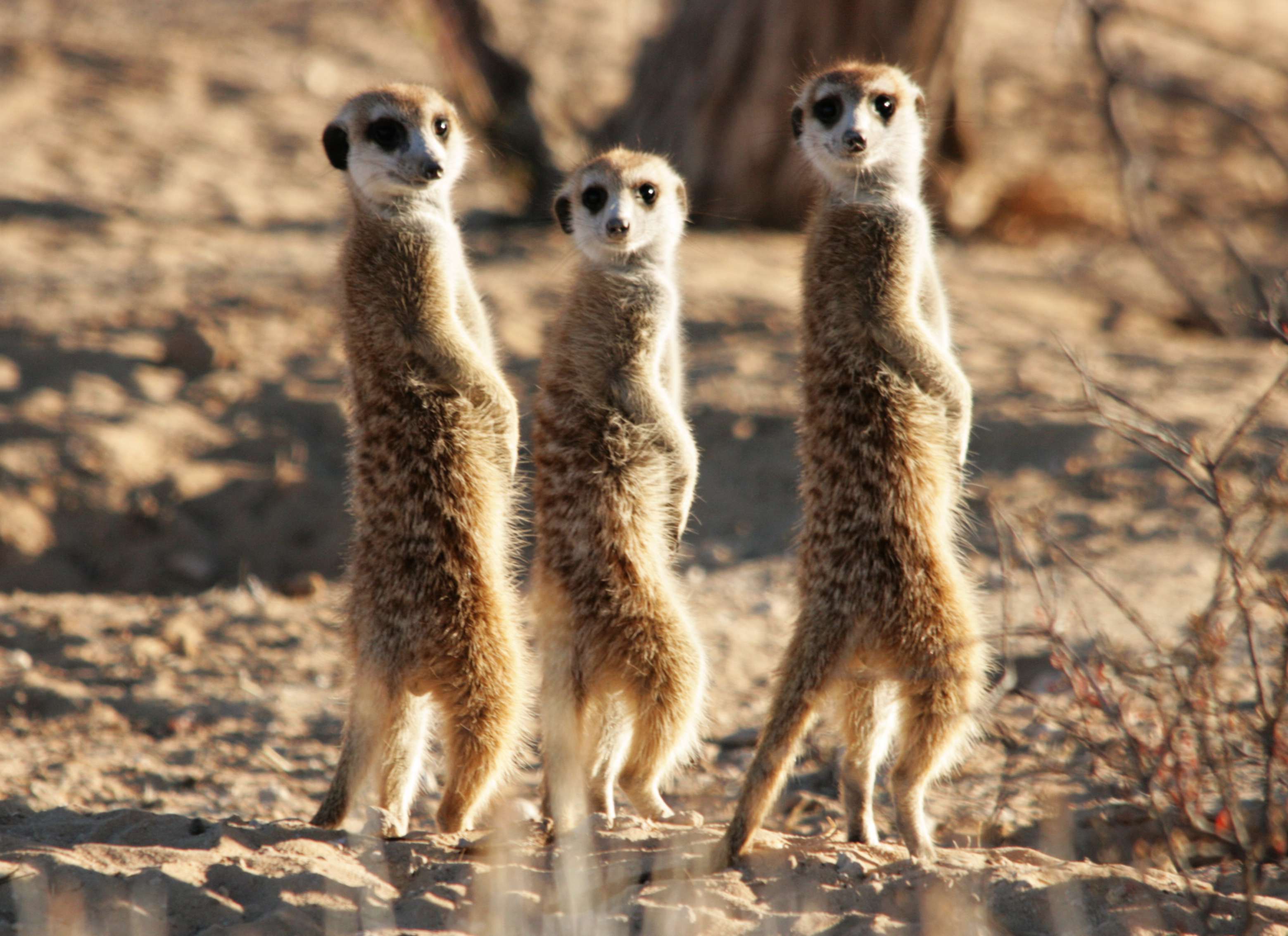 Meerkats Wallpapers Wallpaper Cave