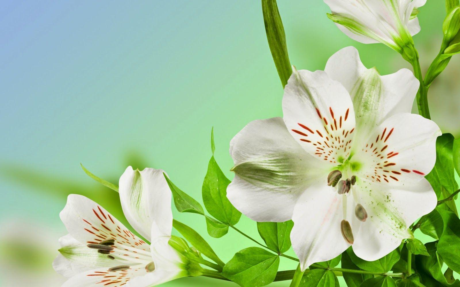 Blumen Wallpapers Wallpaper Cave