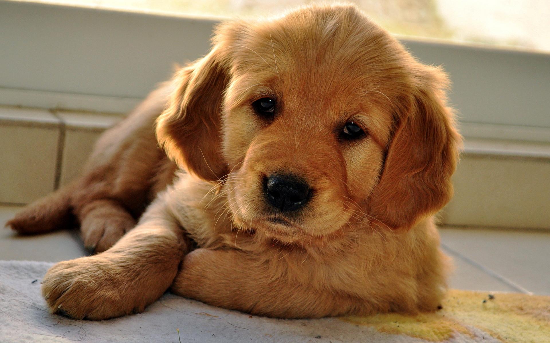 Golden Retriever HD Wallpapers Wallpaper Cave