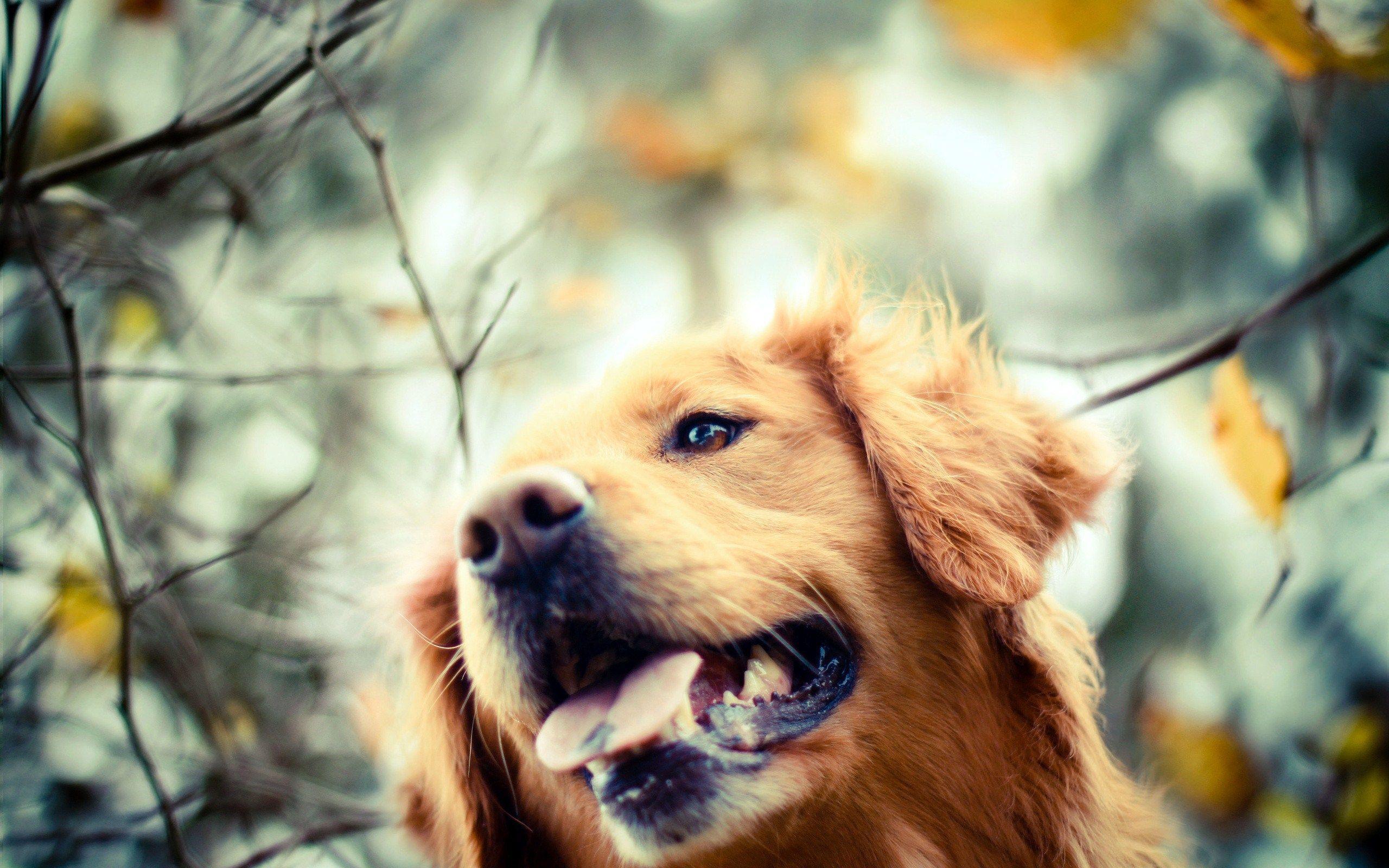 Golden Retriever HD Wallpapers Wallpaper Cave