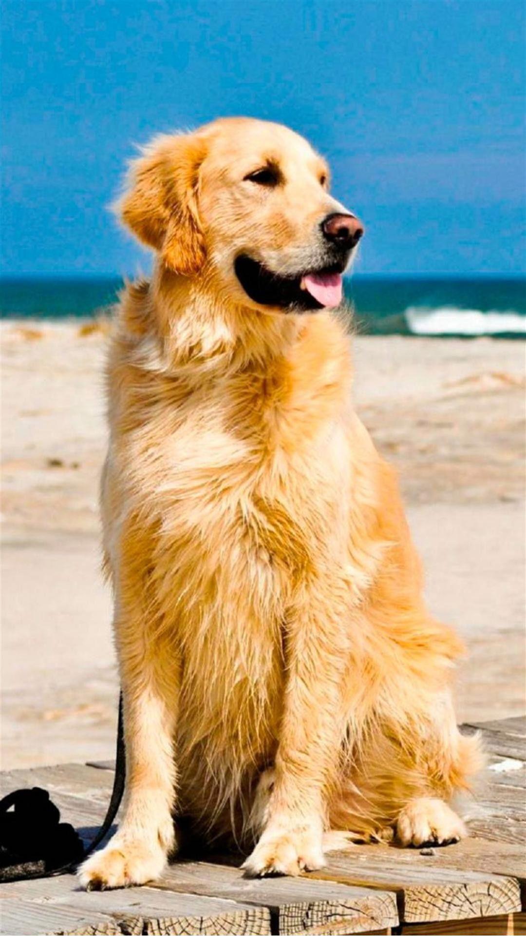 Golden Retriever HD Wallpapers Wallpaper Cave