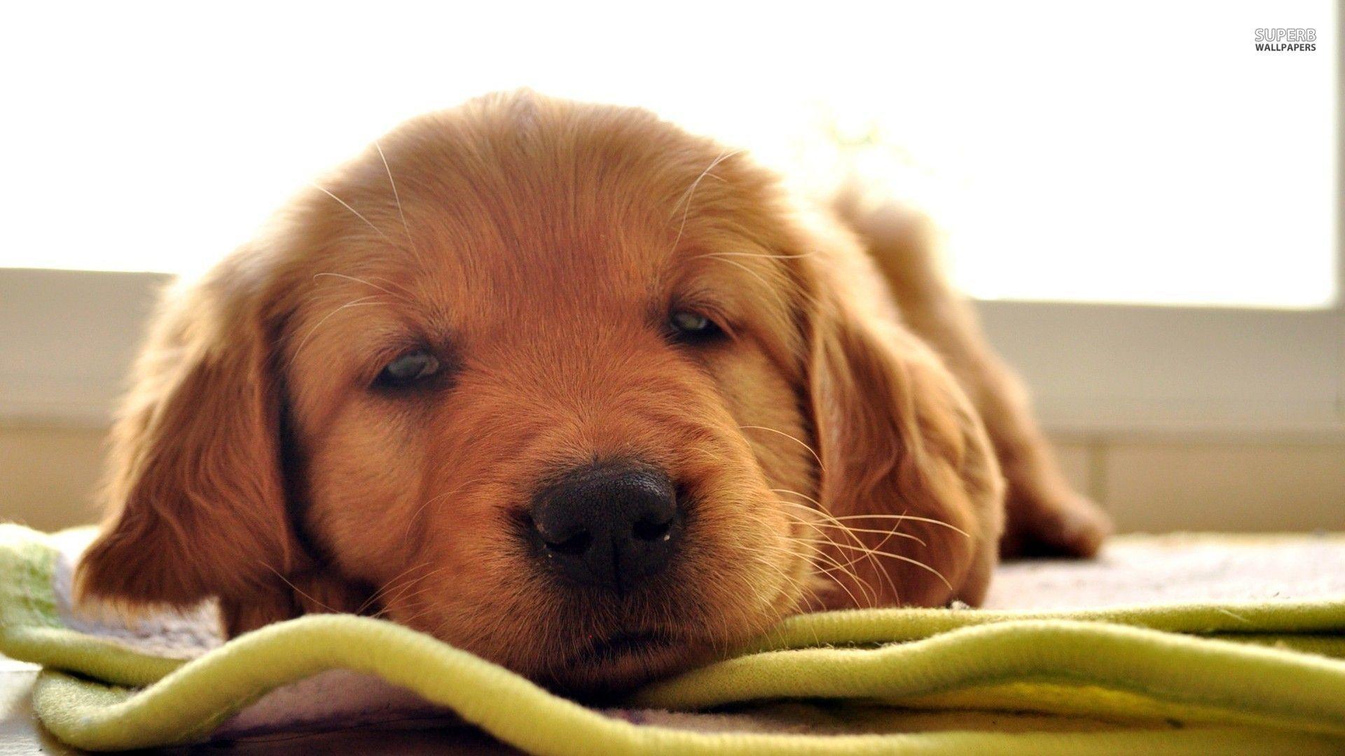 Golden Retriever HD Wallpapers Wallpaper Cave