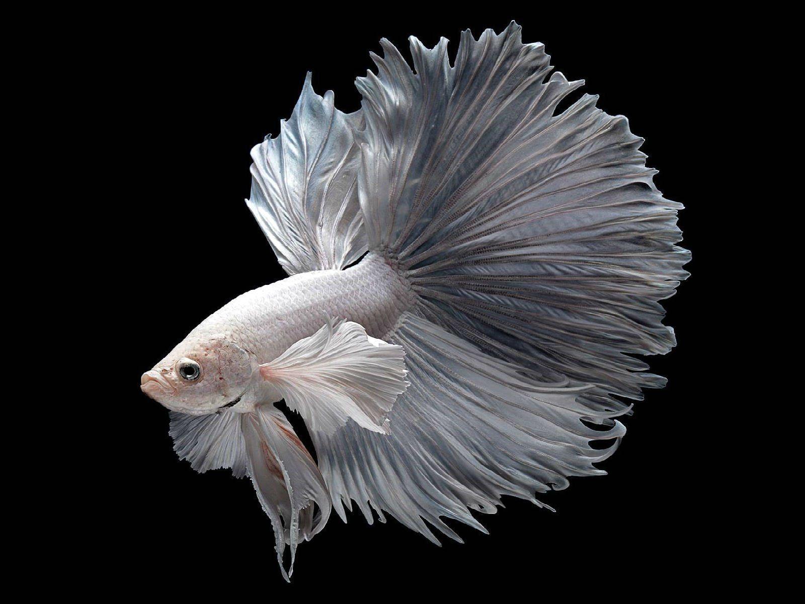 Betta Wallpapers Wallpaper Cave