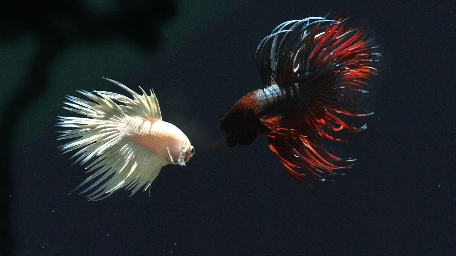 Siamese Fighting Fish Wallpapers Wallpaper Cave