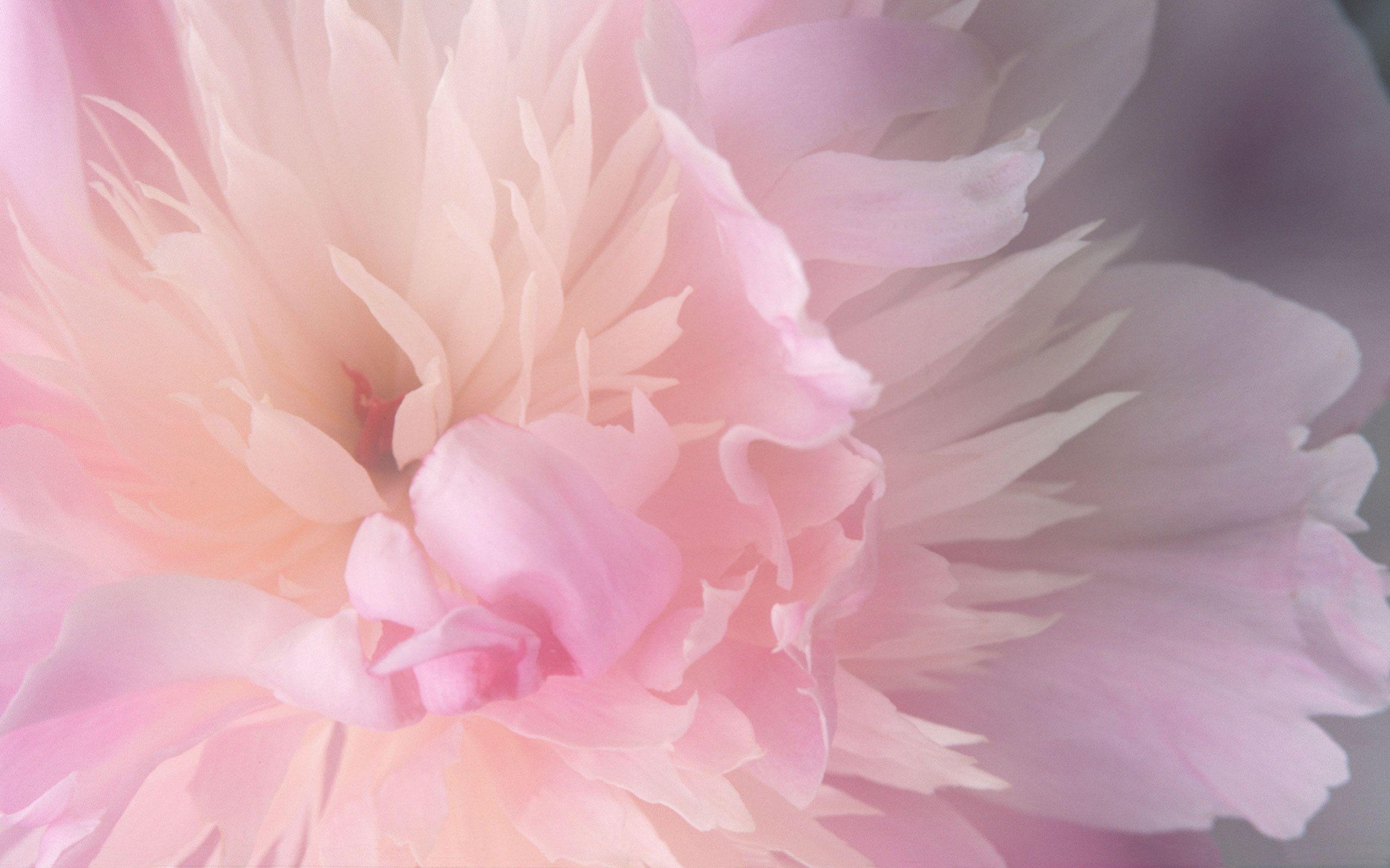 Pink Peony Wallpapers Wallpaper Cave