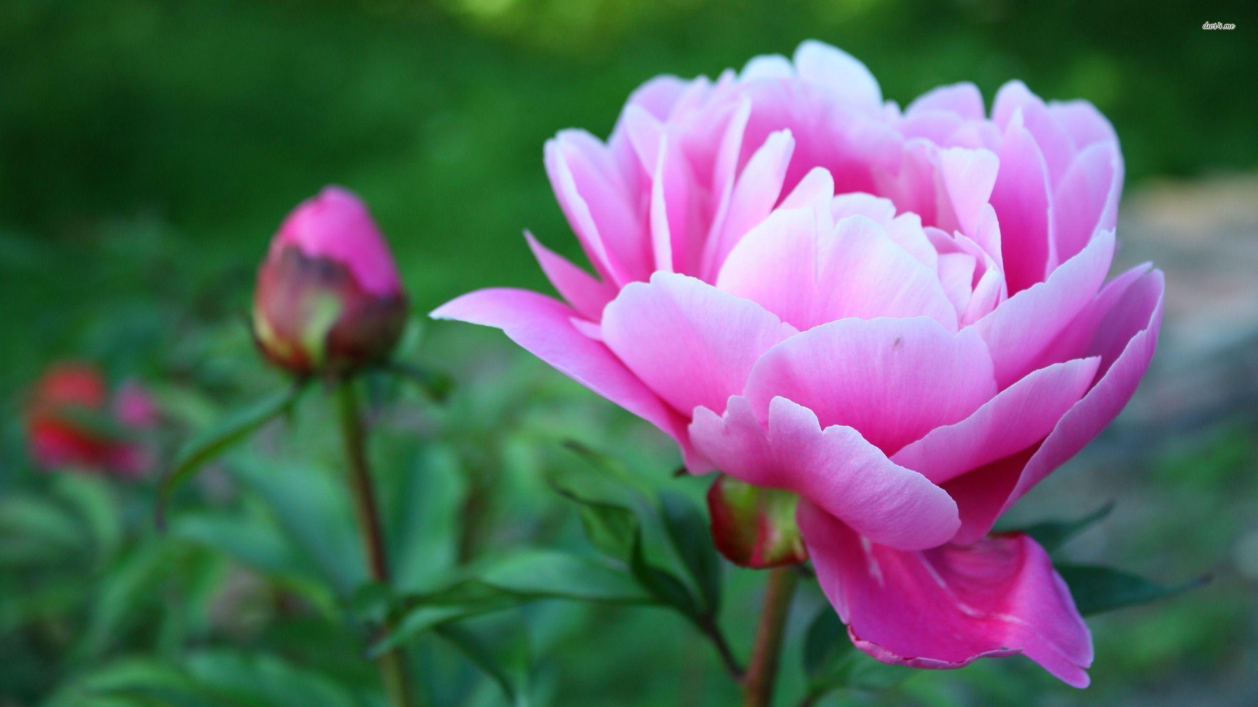 Pink Peony Wallpapers Wallpaper Cave