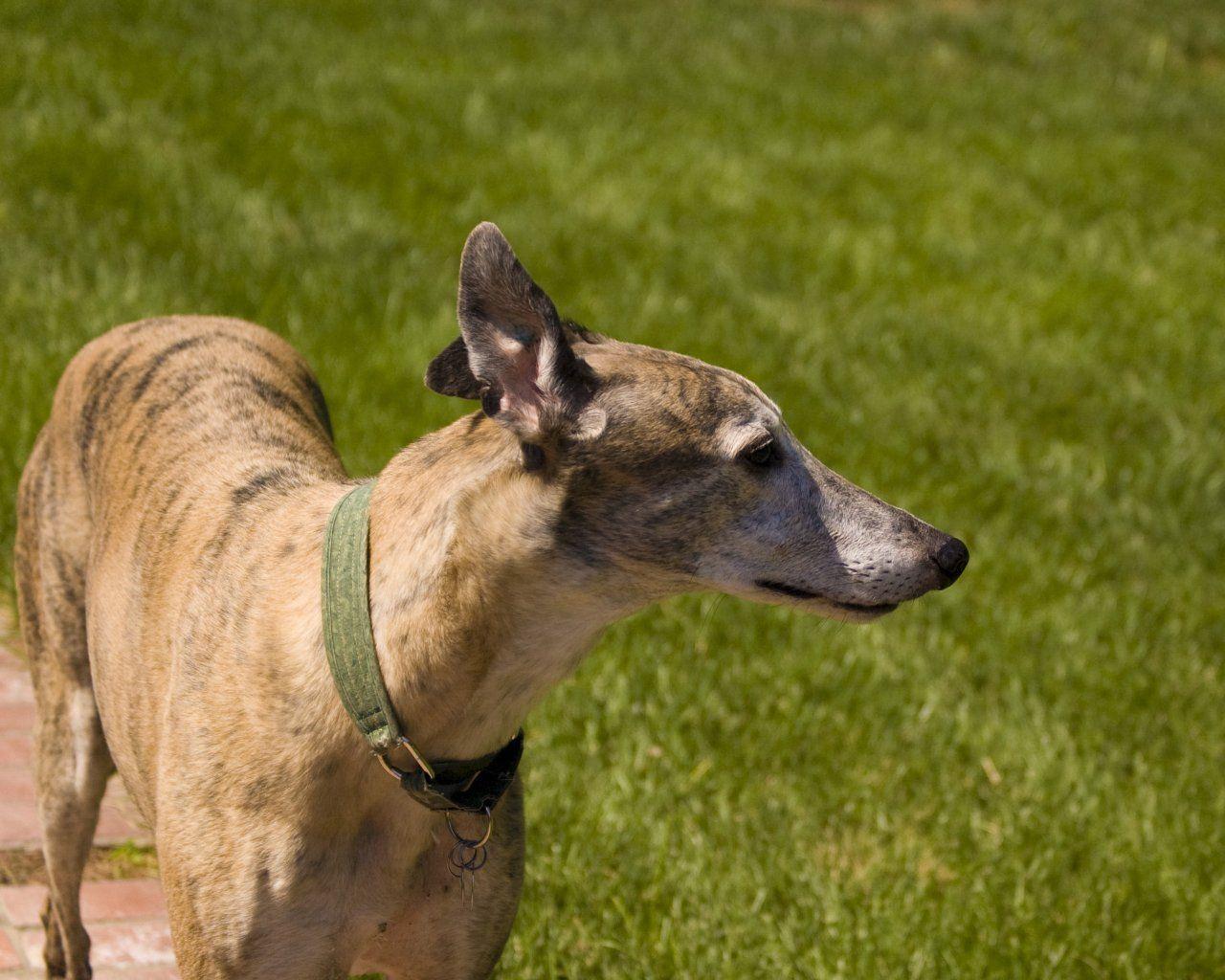 Greyhound Wallpapers Wallpaper Cave