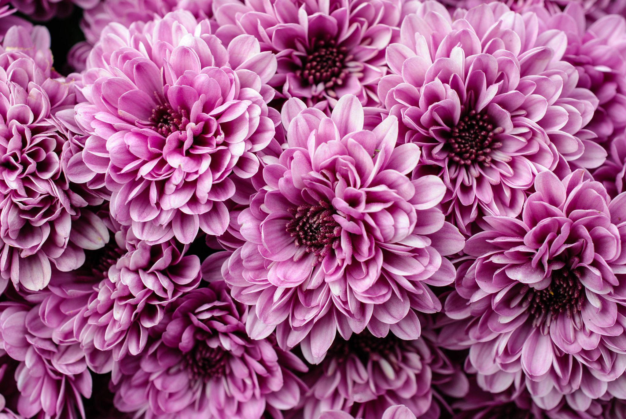Chrysanthemum Wallpapers Wallpaper Cave