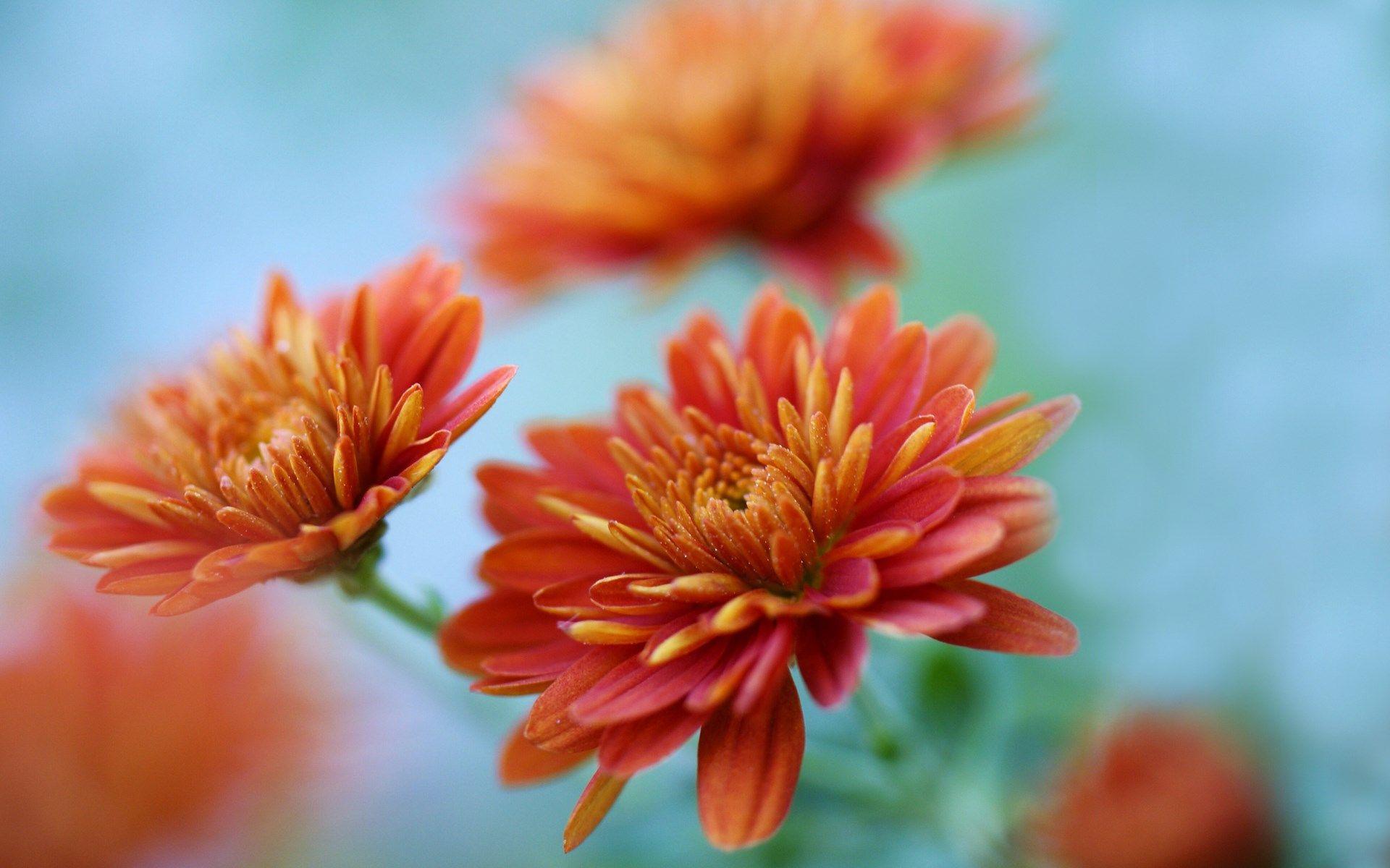 Chrysanthemum Wallpapers Wallpaper Cave