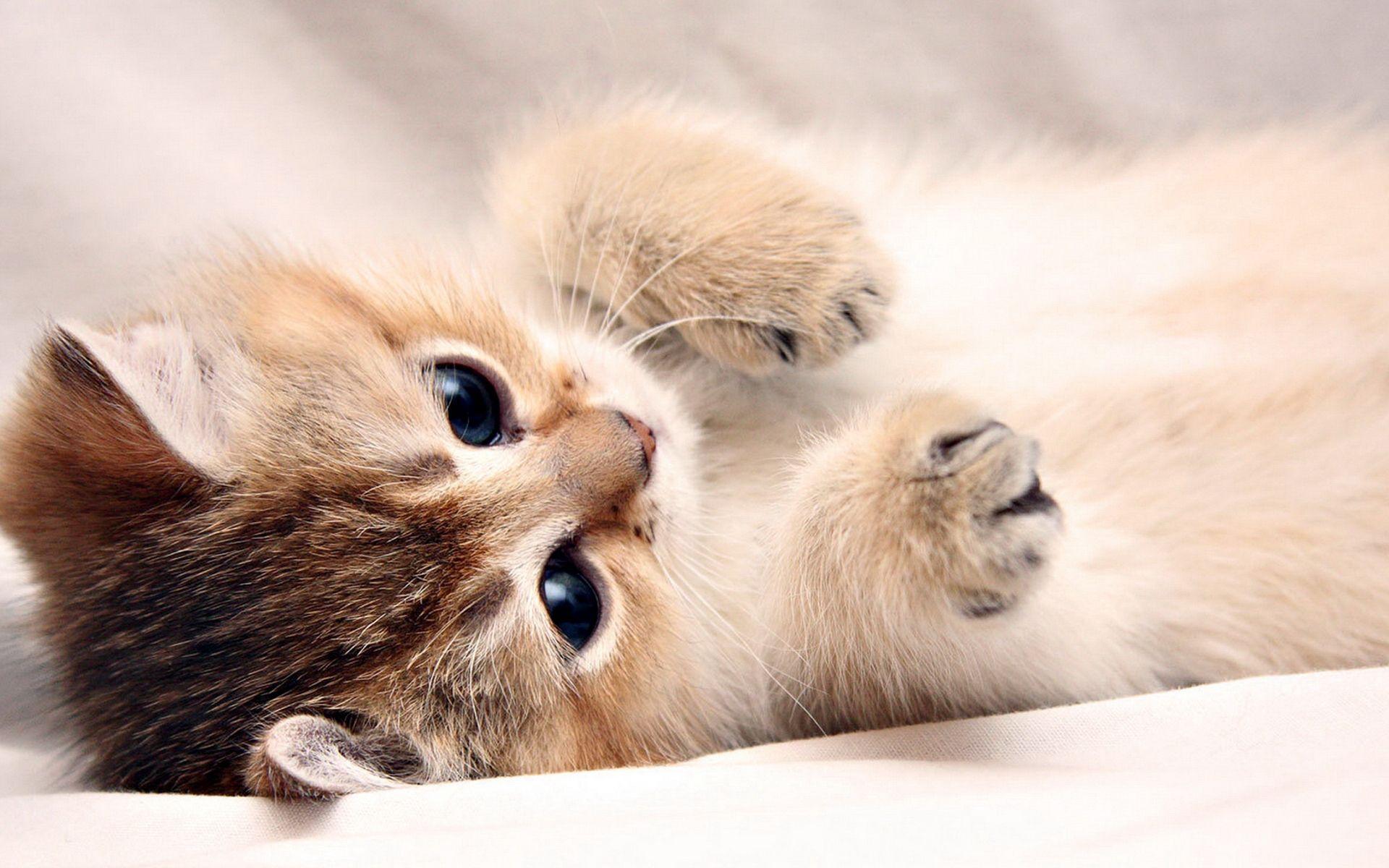 Cute Baby Cats Wallpapers Wallpaper Cave