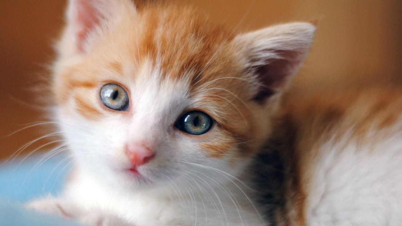 Baby Cats Wallpapers Wallpaper Cave