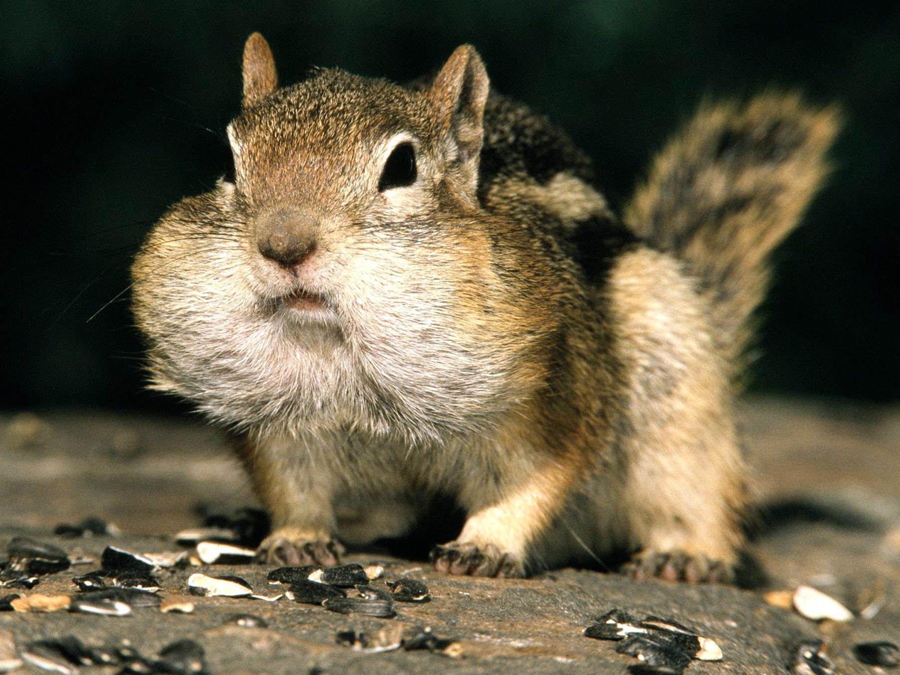 Cool Animals Wallpapers Wallpaper Cave