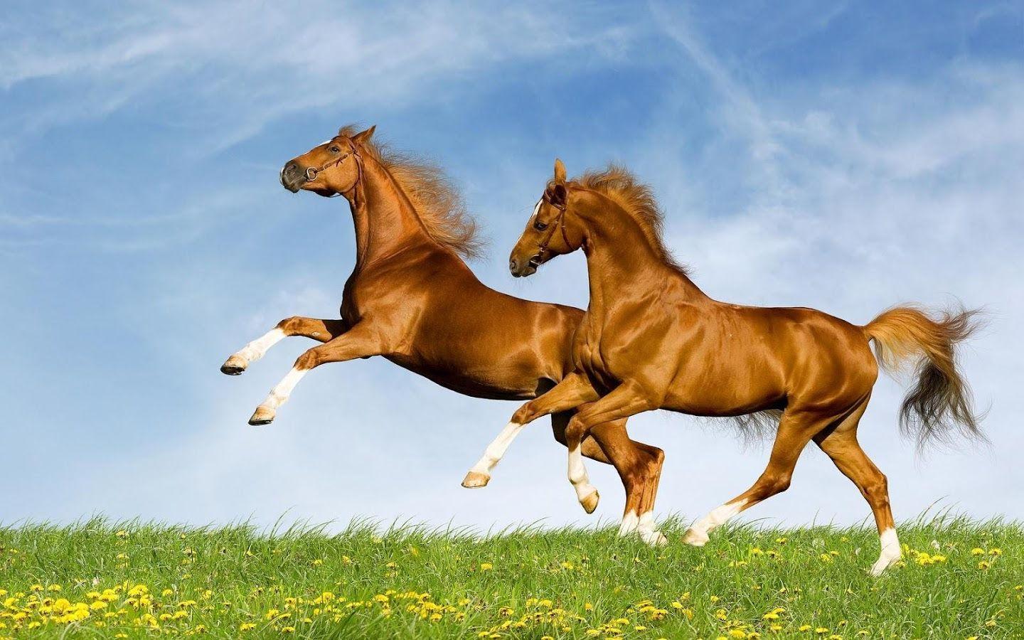 Baby Horses Wallpapers Wallpaper Cave
