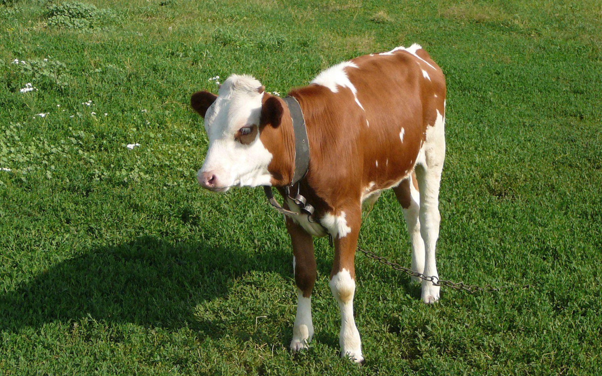 Cute Baby Cows Wallpapers Wallpaper Cave