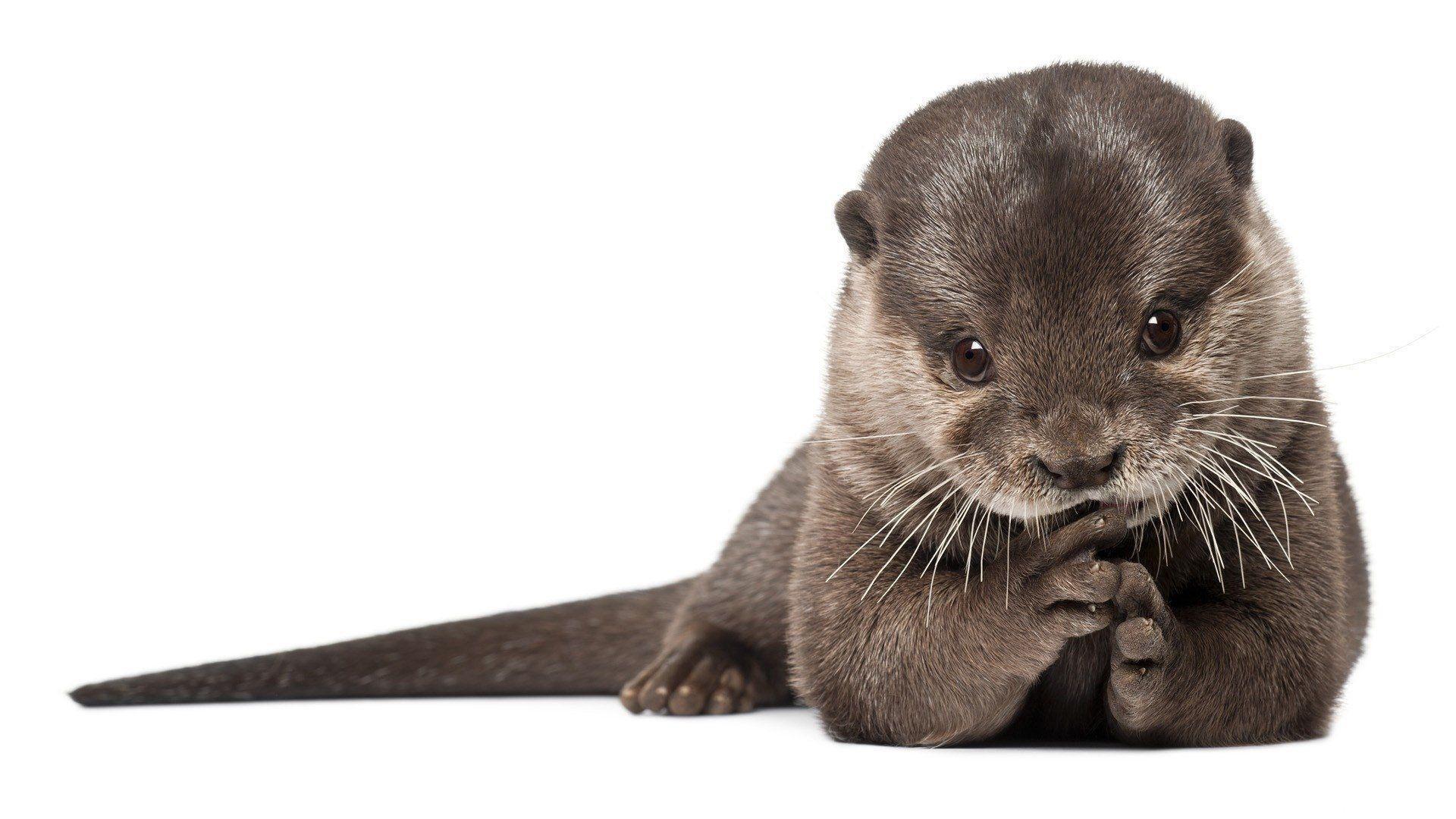 Baby Otters Wallpapers Wallpaper Cave