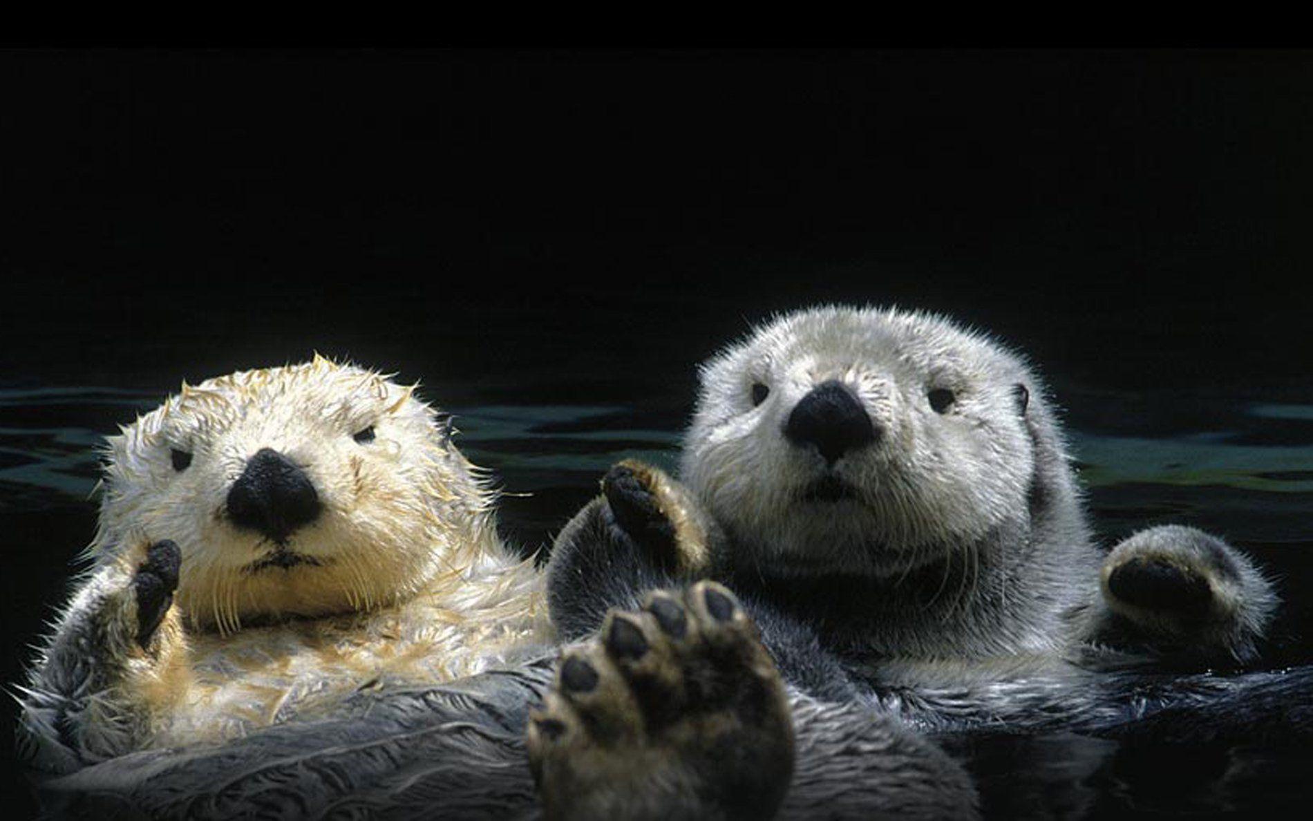 Otters Wallpapers Wallpaper Cave