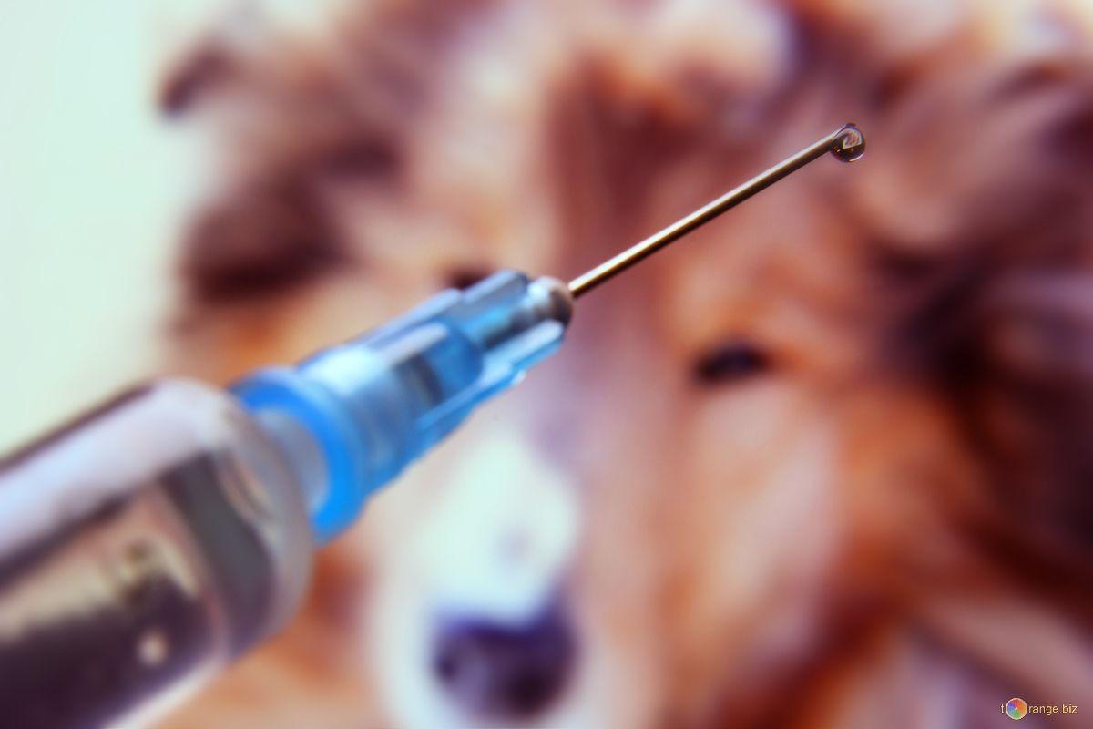 Veterinary Medicine Wallpapers Wallpaper Cave