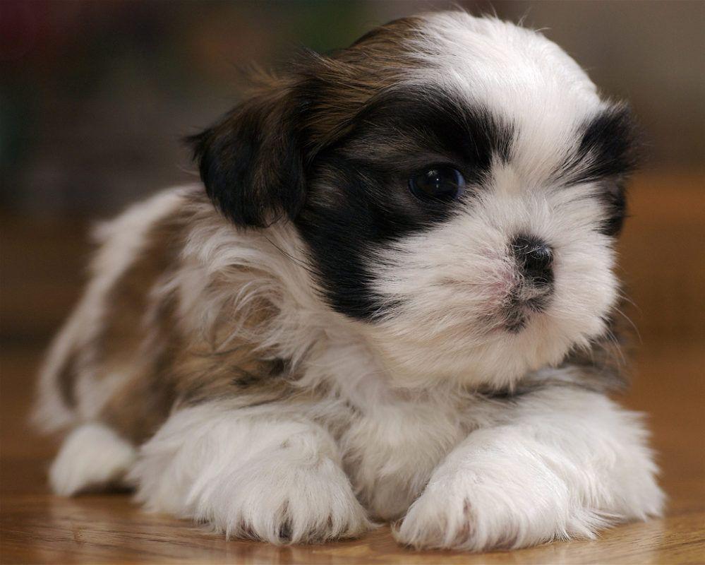 Shih Tzu Wallpapers Wallpaper Cave