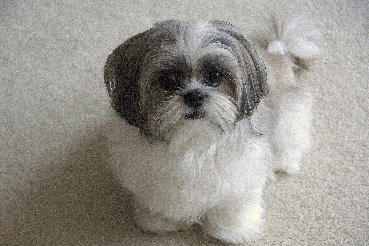 Shih Tzu Wallpapers Wallpaper Cave