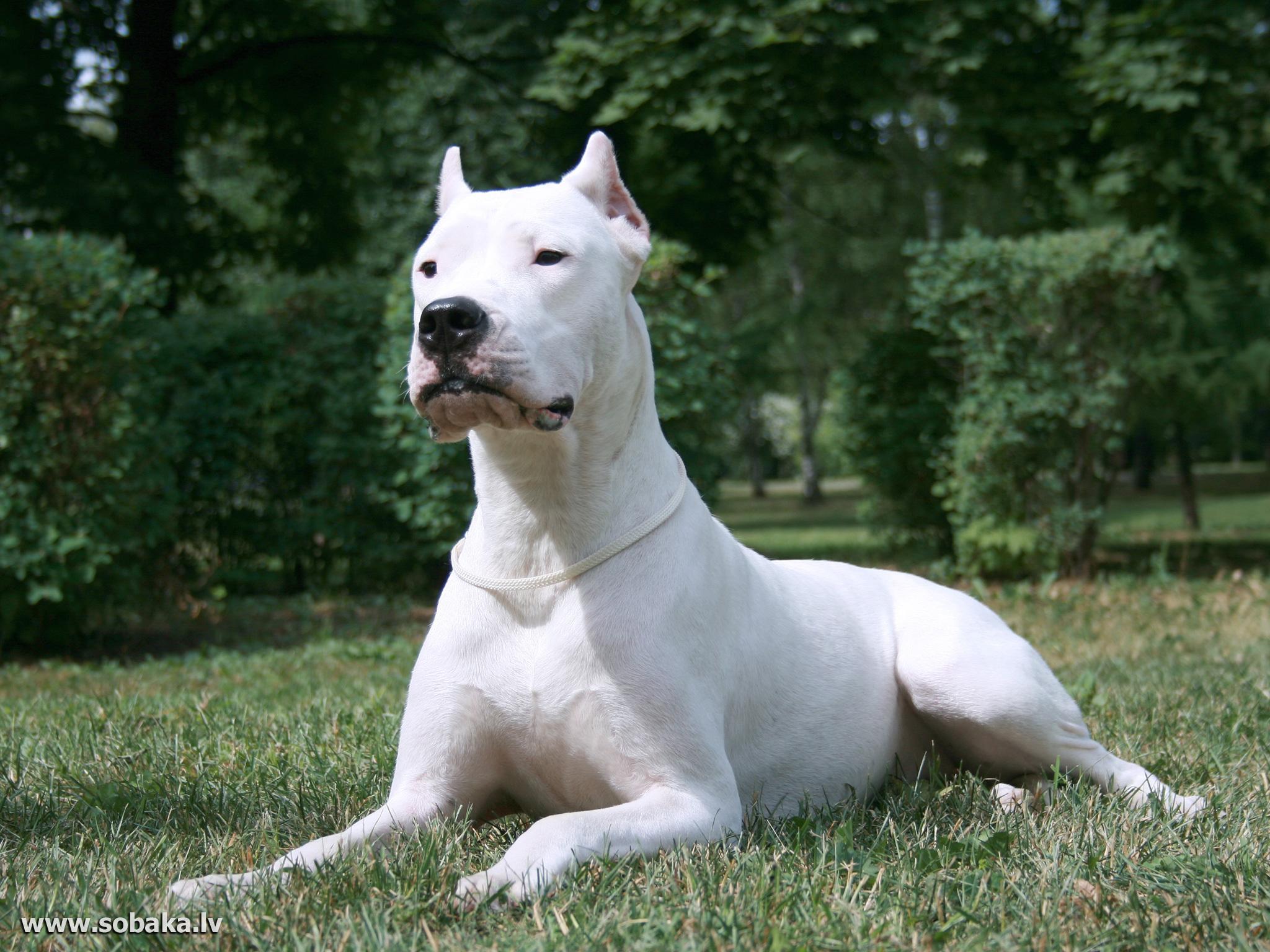 Dogo Argentino Wallpapers Wallpaper Cave