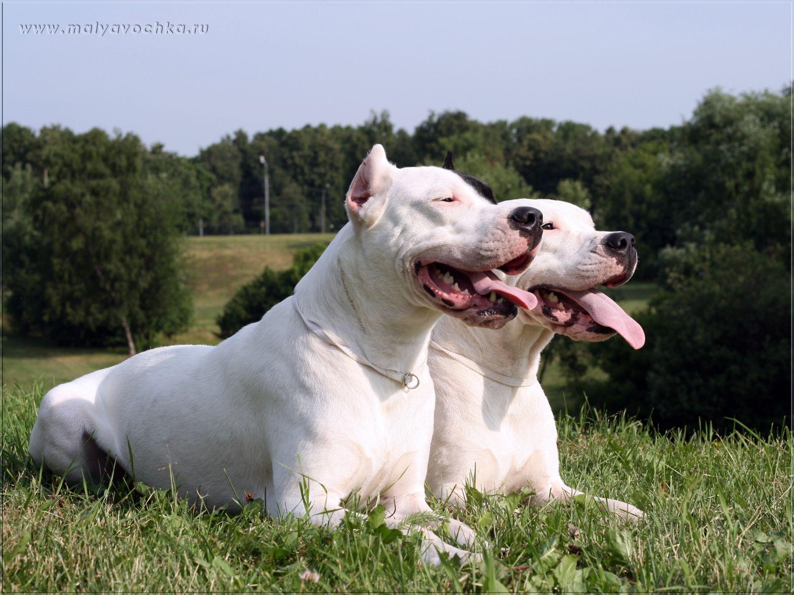 Dogo Argentino Wallpapers Wallpaper Cave