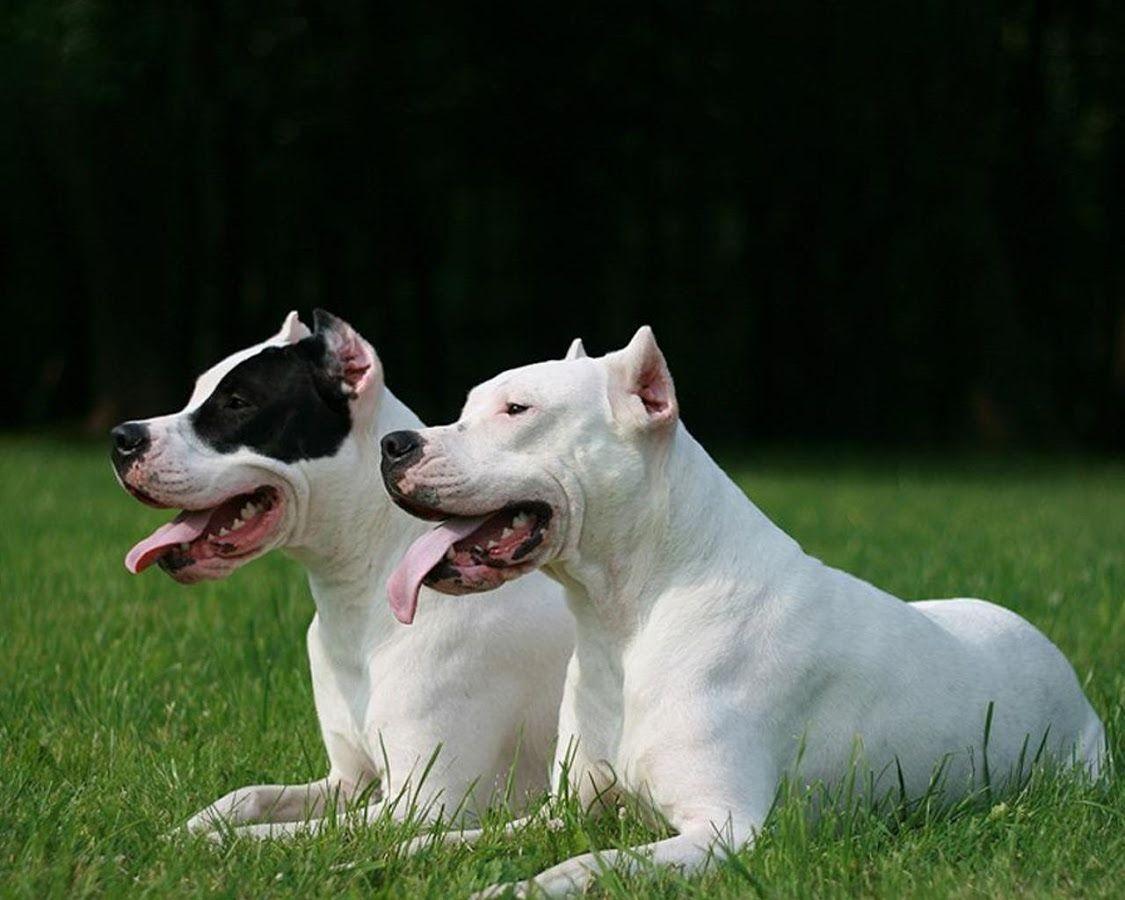 Dogo Argentino Wallpapers Wallpaper Cave