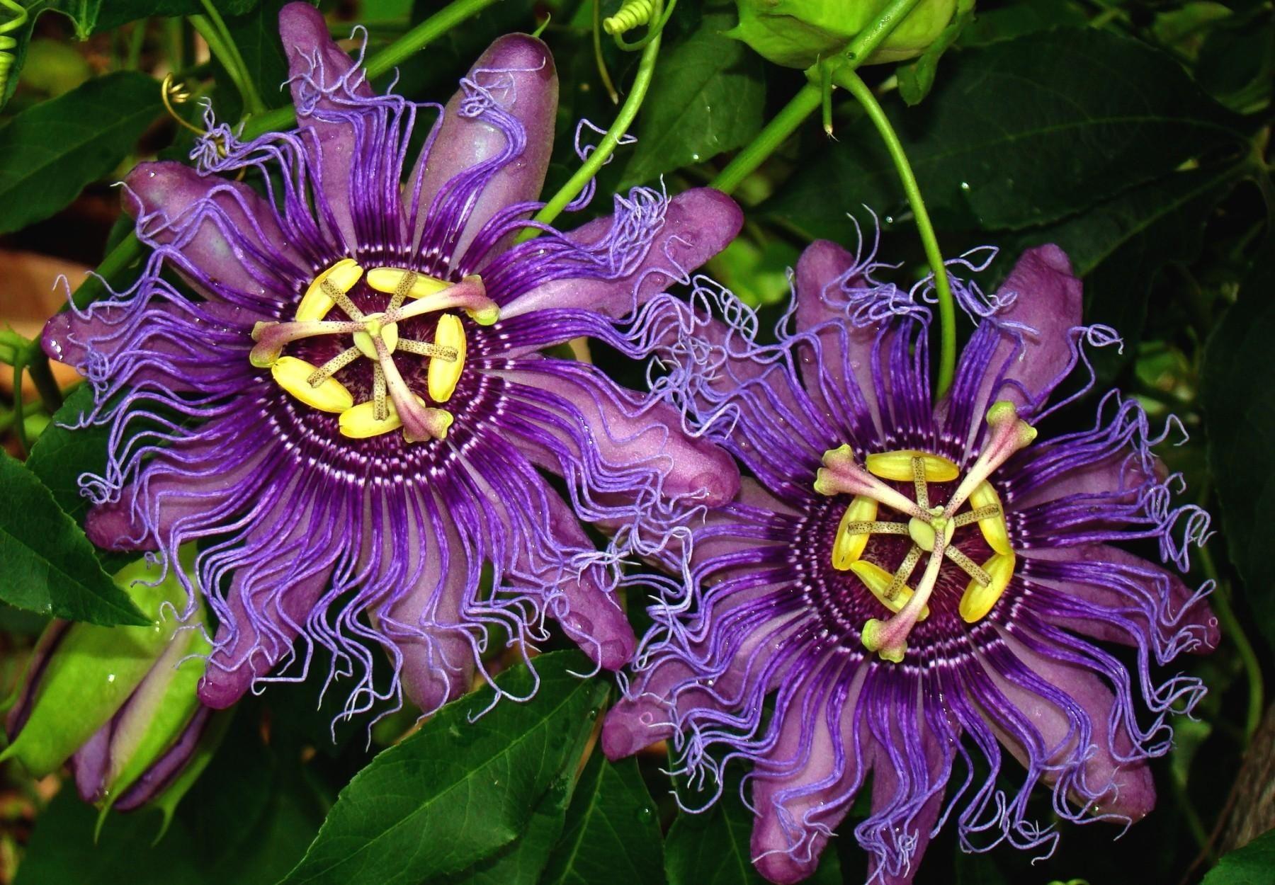Passion Flower Wallpapers Wallpaper Cave