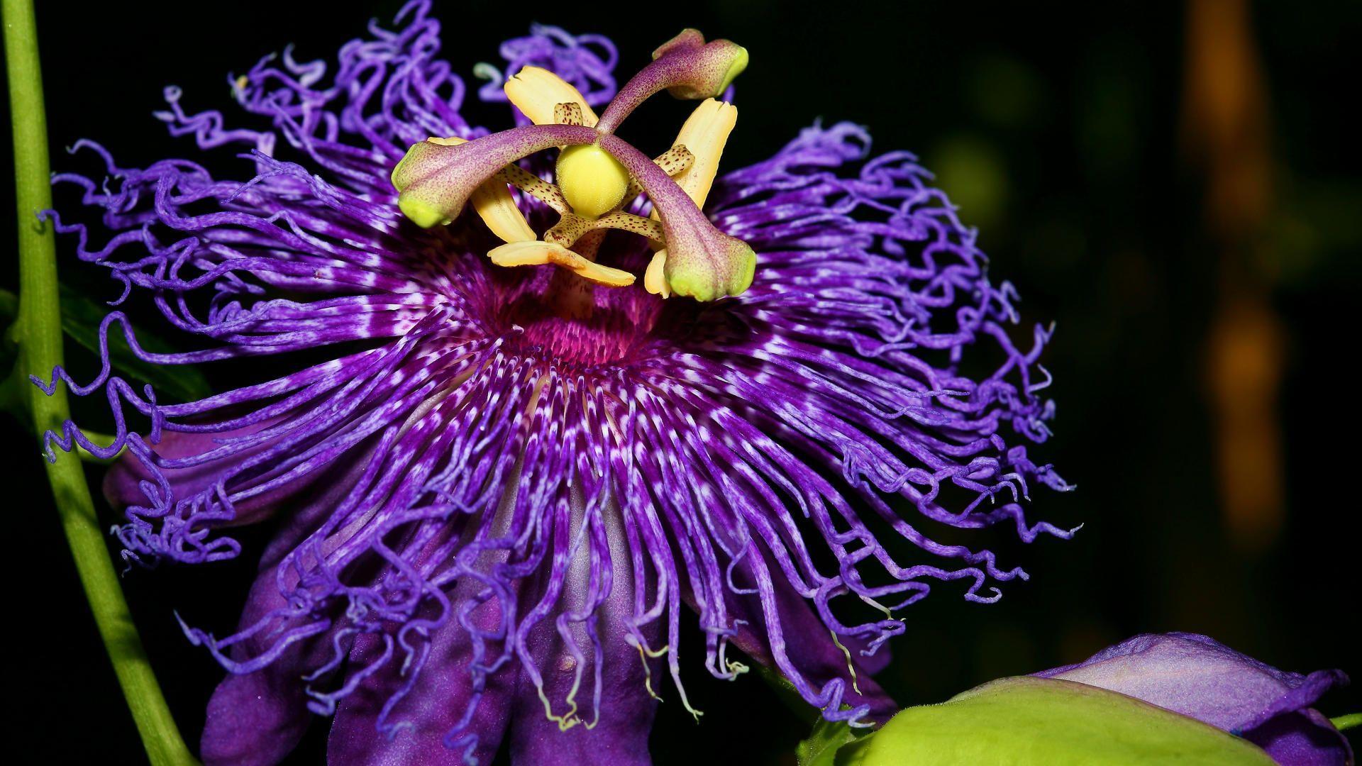 Passion Flower Wallpapers Wallpaper Cave