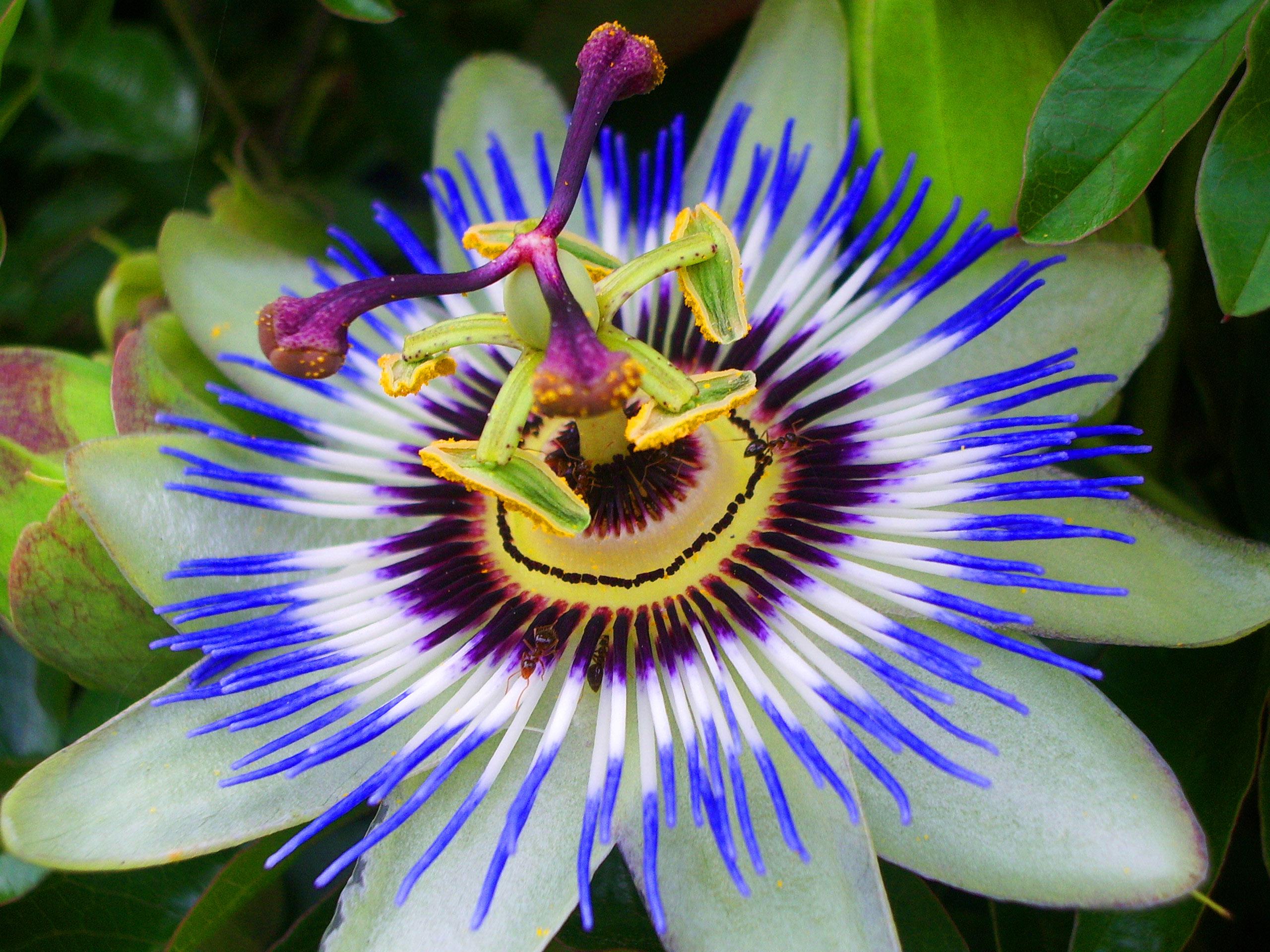 Passion Flower Wallpapers Wallpaper Cave