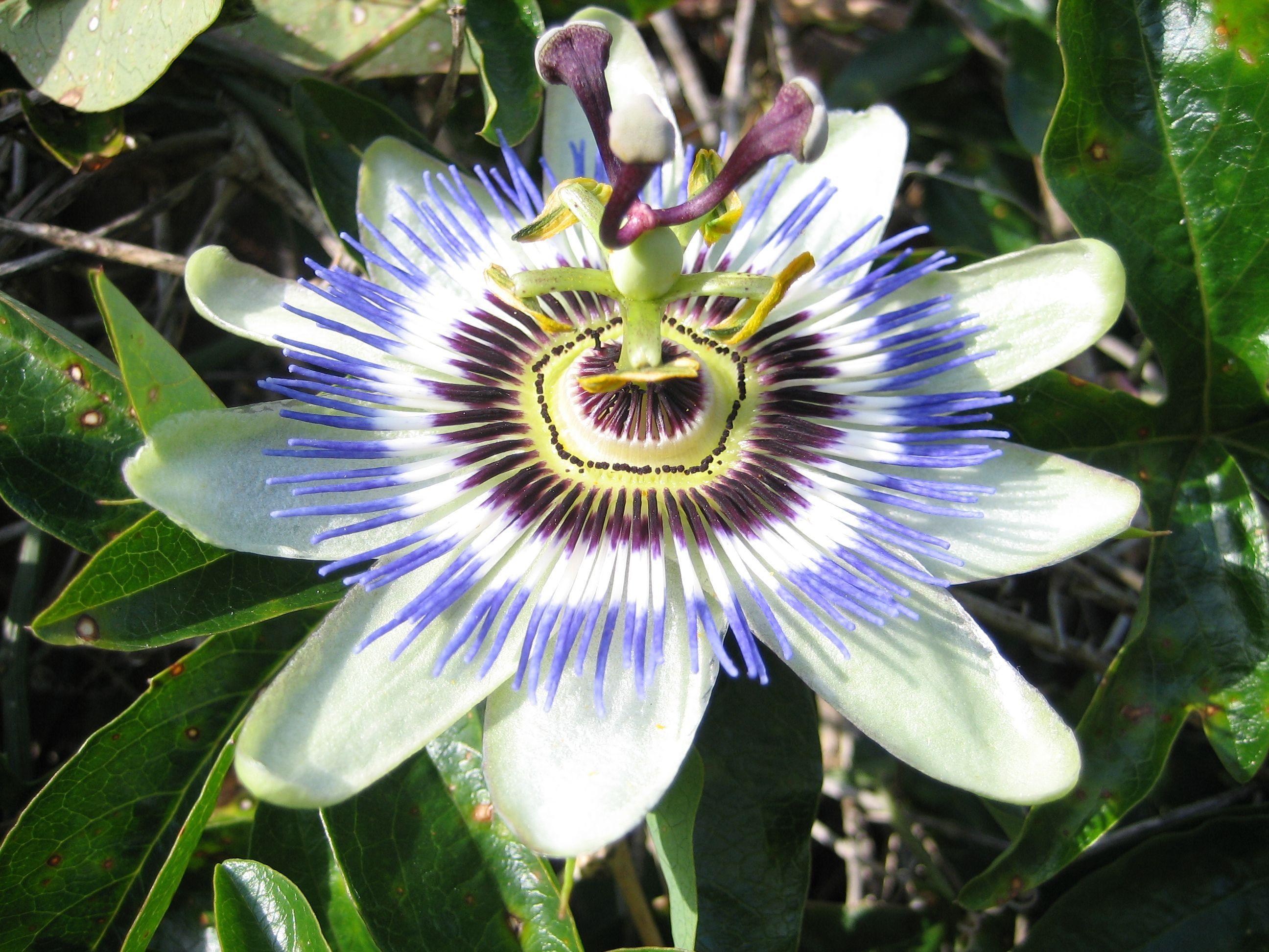 Passion Flower Wallpapers Wallpaper Cave