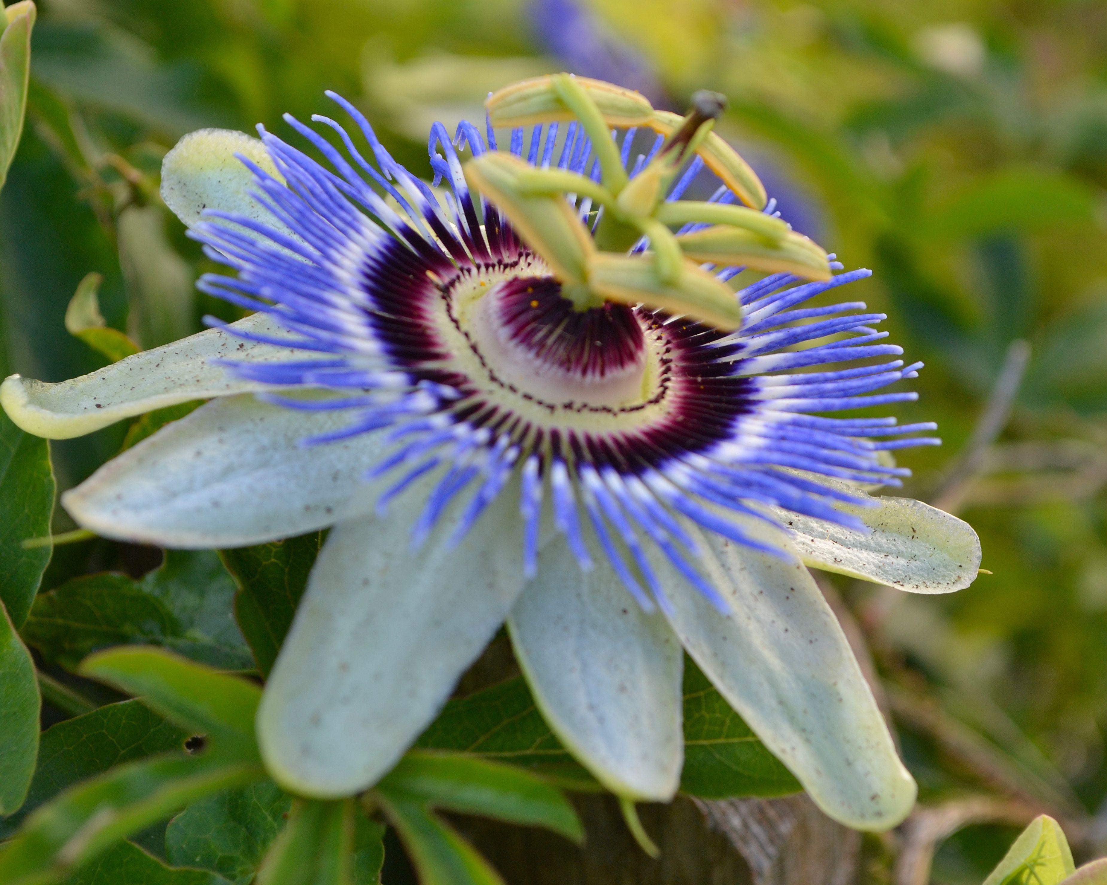 Passion Flower Wallpapers Wallpaper Cave