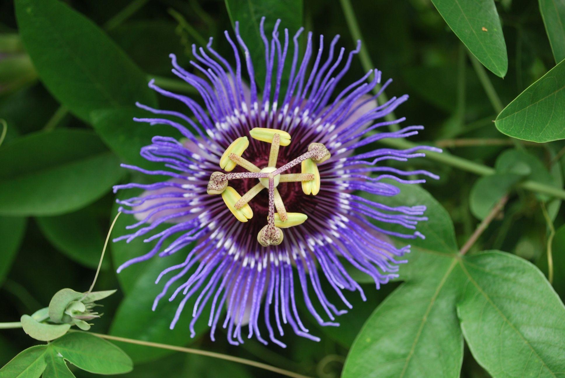 Passion Flower Wallpapers Wallpaper Cave
